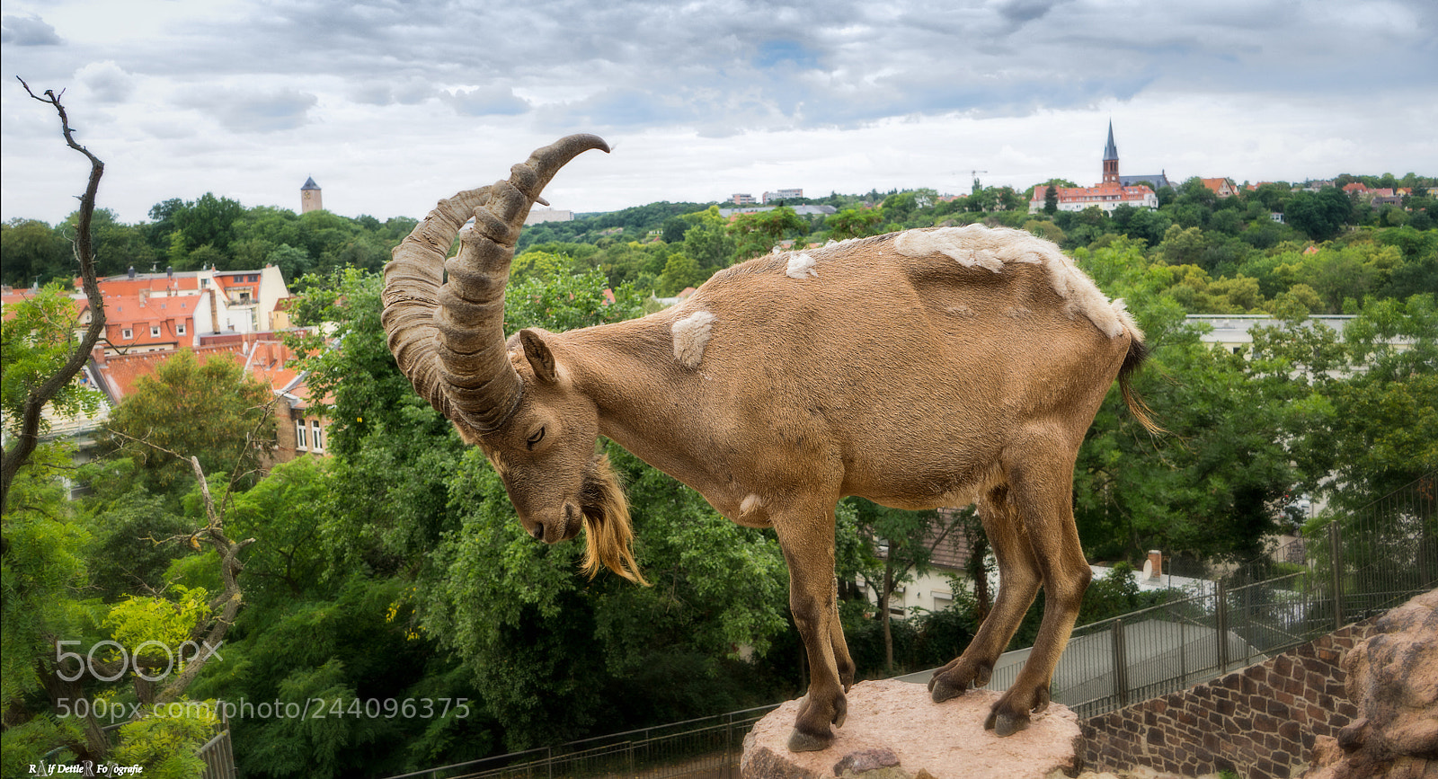 Sony a7 II sample photo. Westkaukasischer steinbock zoo halle photography