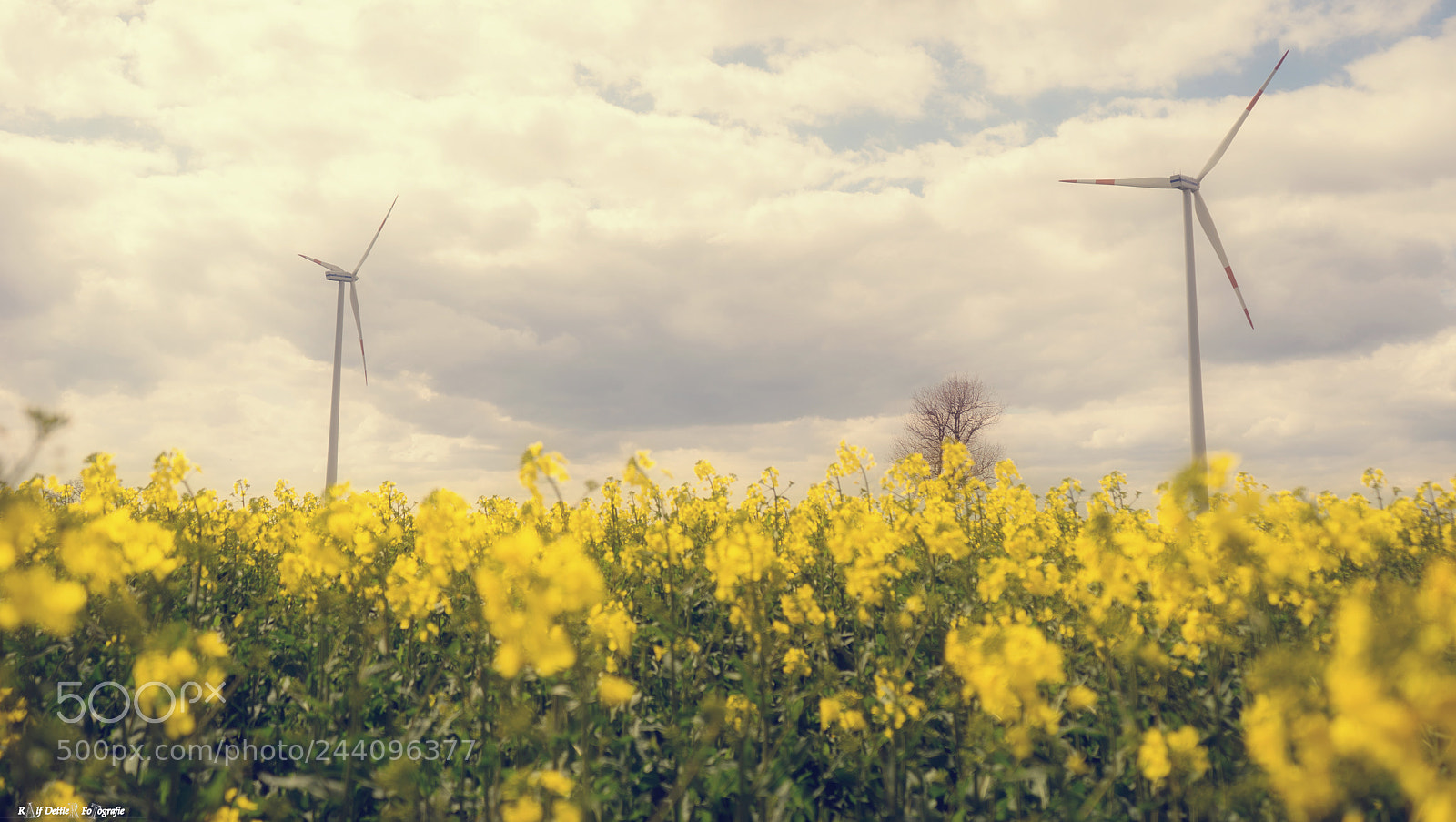 Sony a7 II sample photo. Wiese bei münchen photography