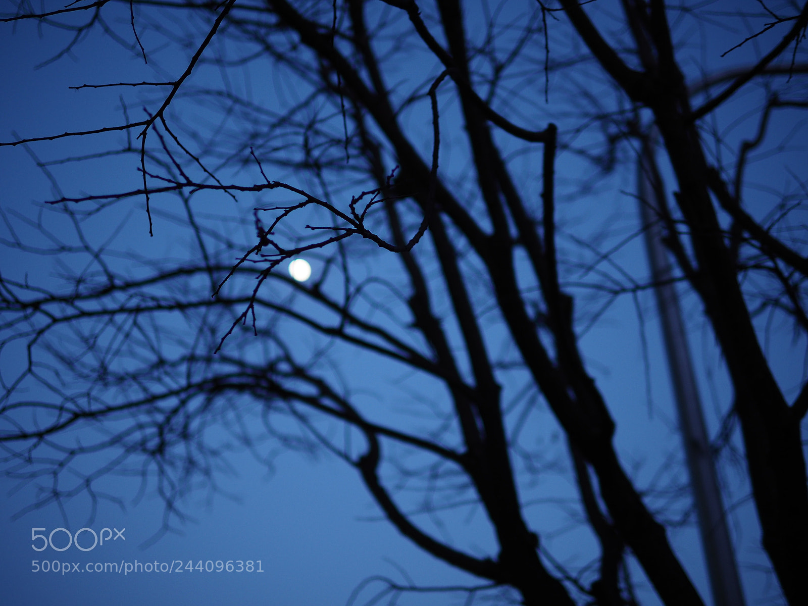 Olympus OM-D E-M10 II sample photo. 梢间月 photography