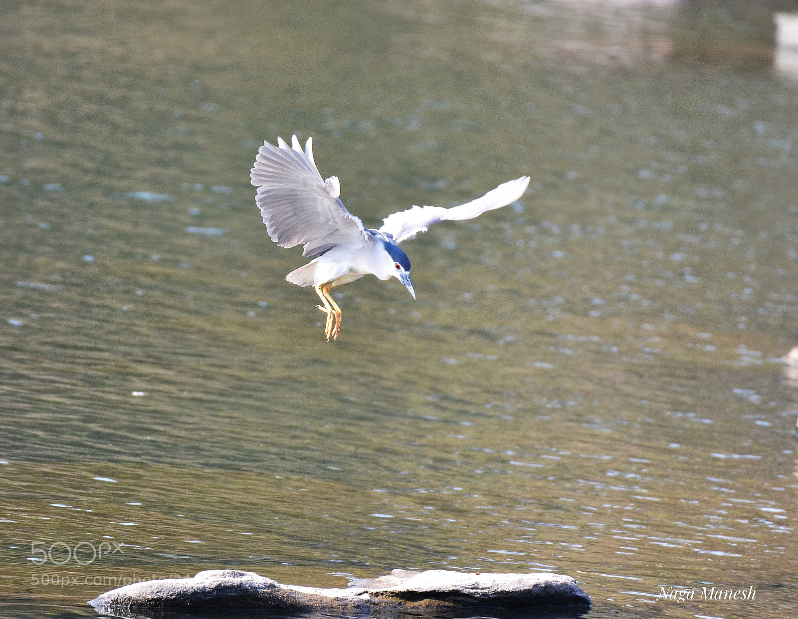Nikon D3100 sample photo. Heron photography