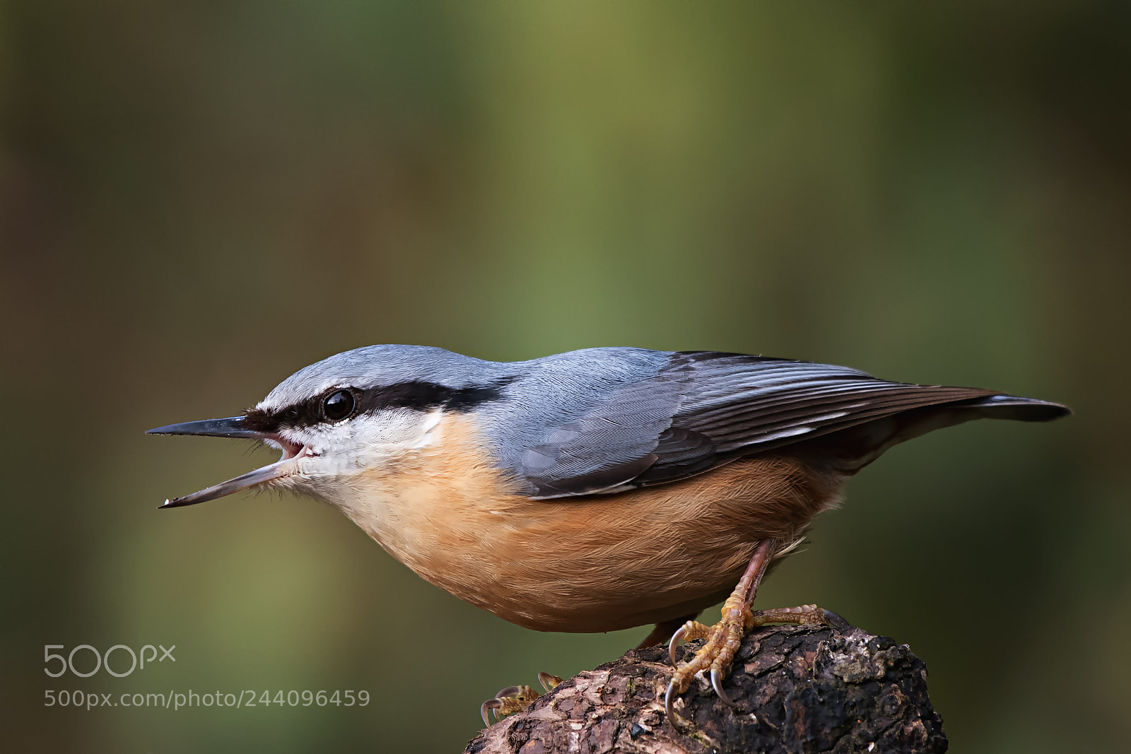 Nikon D500 sample photo. Nuthatch i (sitta europaea) photography