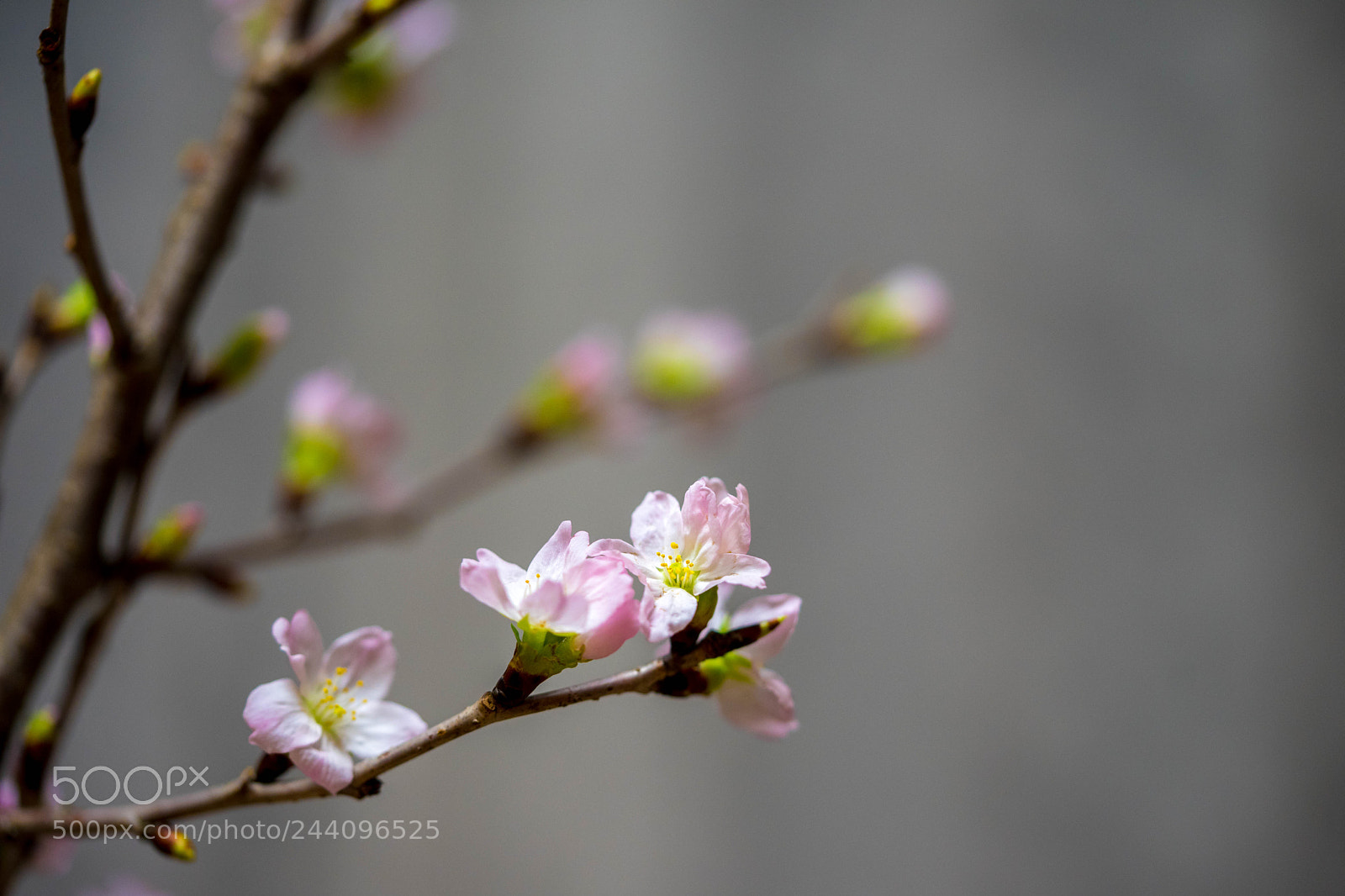 Sony a7 II sample photo. 啓翁桜 photography