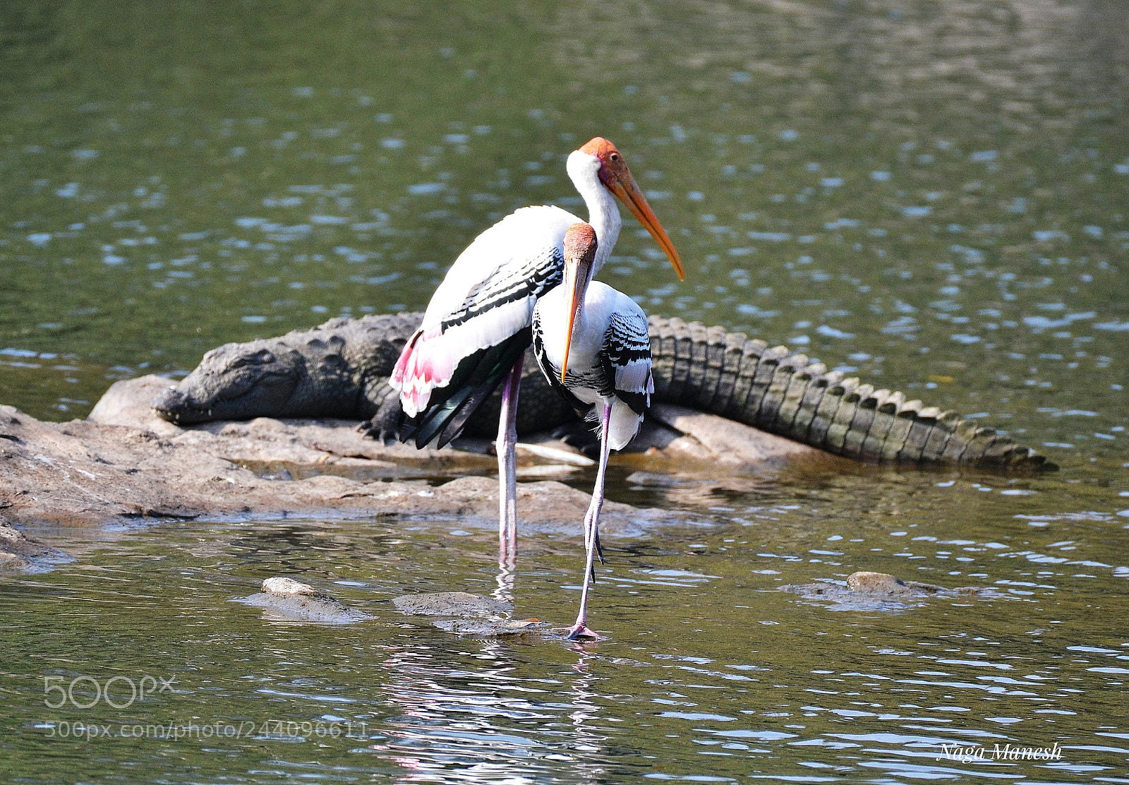 Nikon D3100 sample photo. Painted storks with crocodile photography