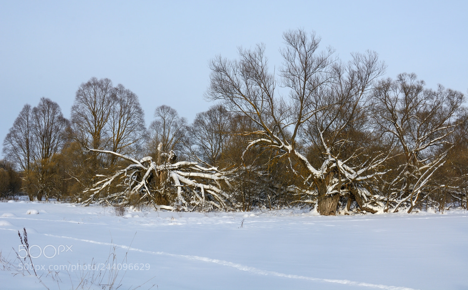 Nikon D7100 sample photo. Последние...из клана могикан... photography