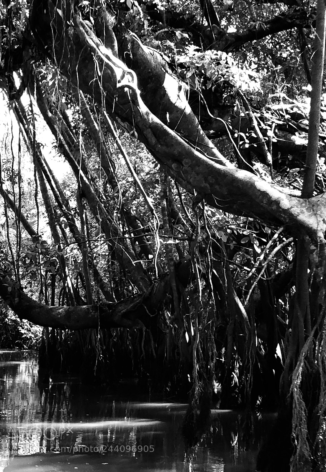 Apple iPhone 8 Plus sample photo. Little amazon,takuapa,thailand photography