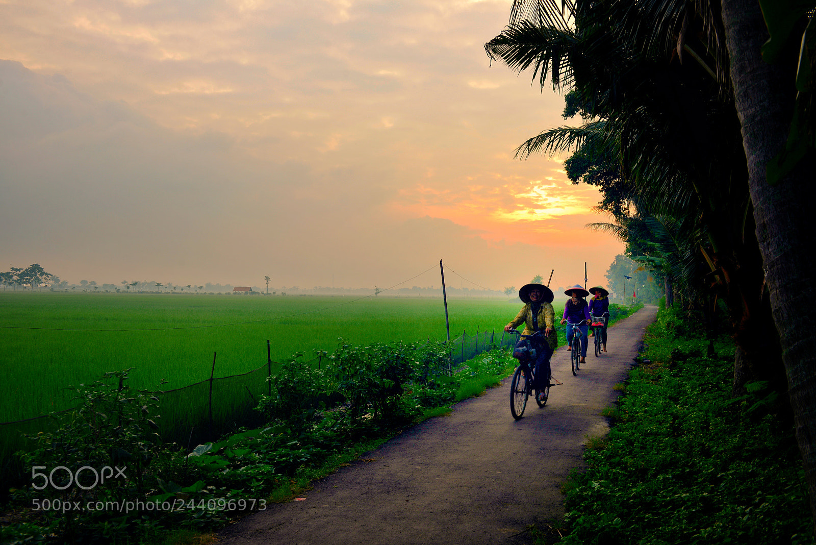 Nikon D610 sample photo. Good morning sunshine photography