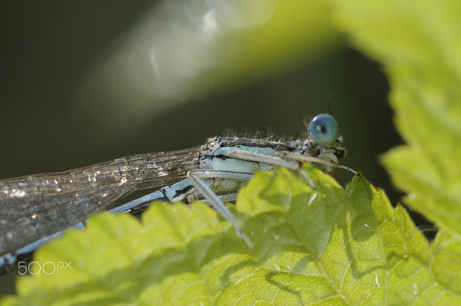 Nikon AF-S Micro-Nikkor 105mm F2.8G IF-ED VR sample photo. Eye photography