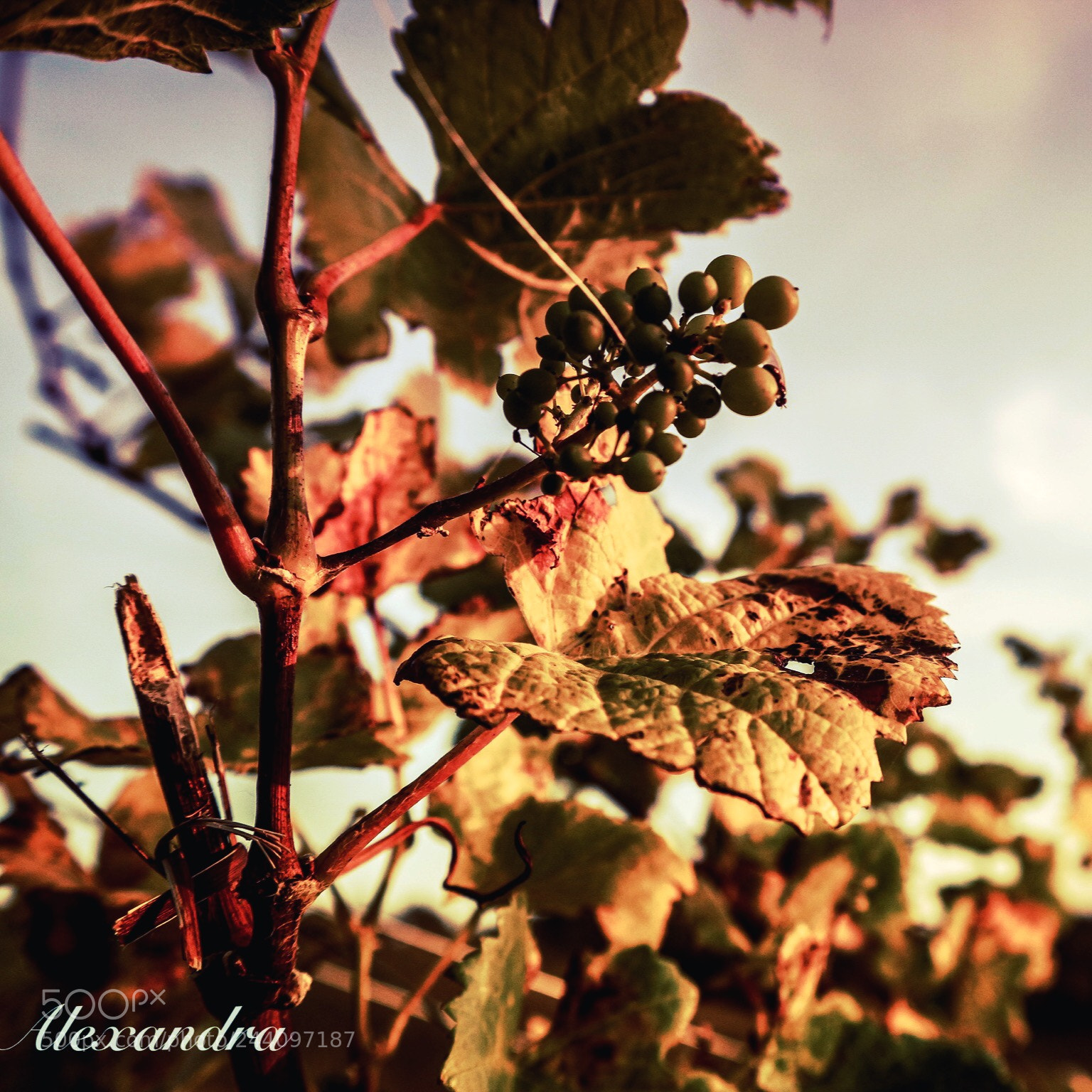 Canon EOS M10 sample photo. Untitled photography