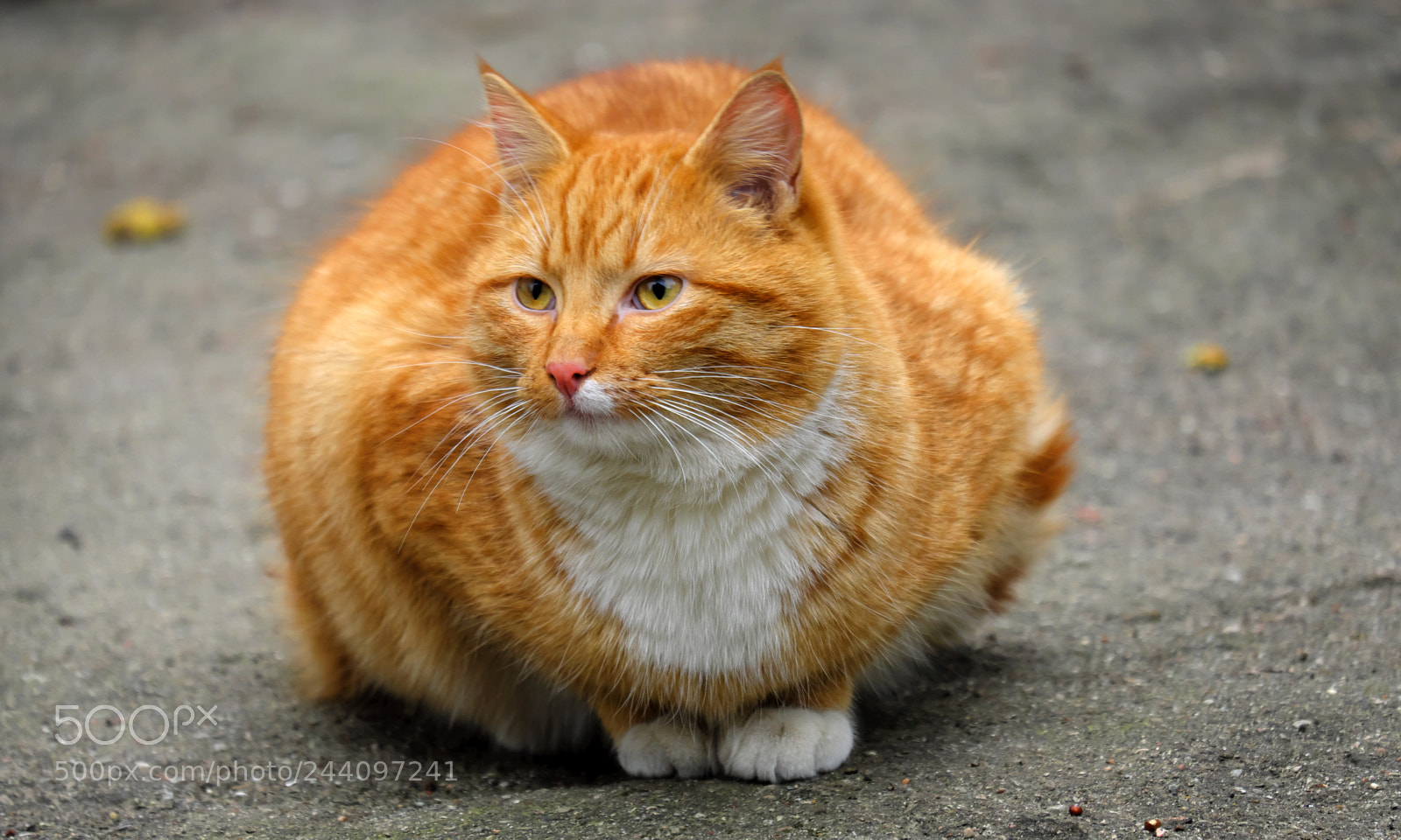 Fujifilm X-T20 sample photo. Cat on vacation photography