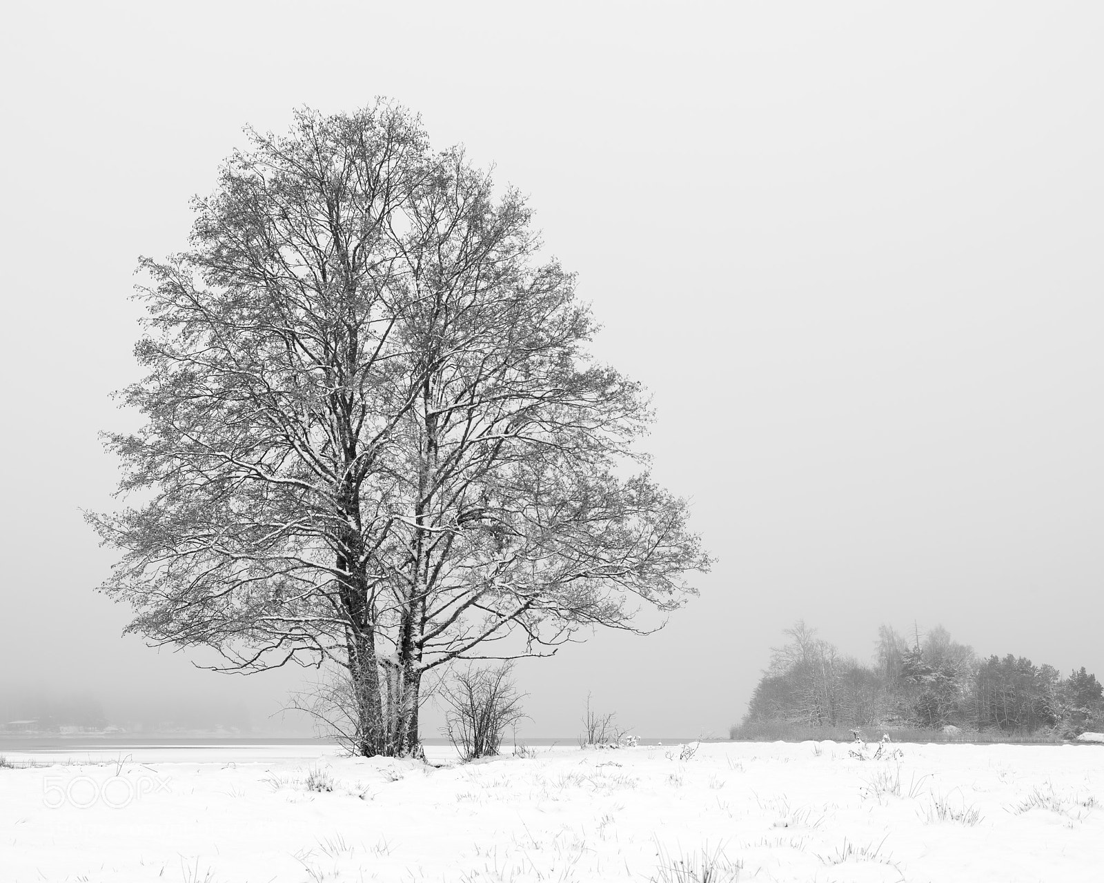 Pentax K-1 sample photo. Lone tree in the photography