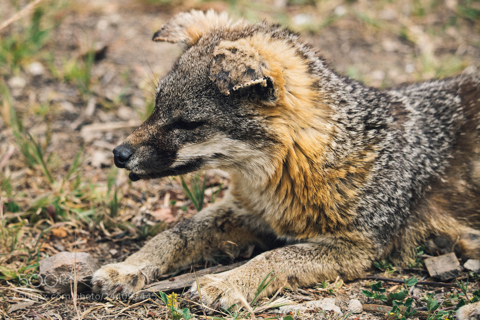 Canon EOS 750D (EOS Rebel T6i / EOS Kiss X8i) sample photo. Fox from avalon photography