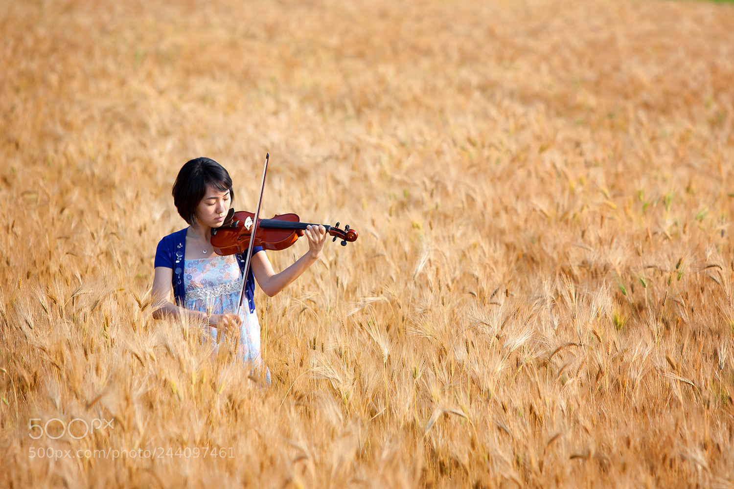 Canon EOS 5D sample photo. 보리밭 사이로 흐르는선율 photography