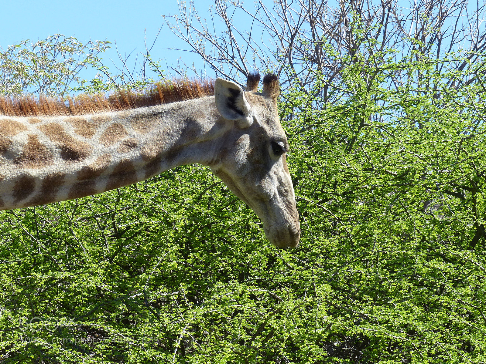 Panasonic Lumix DMC-FZ200 sample photo. Giraffe photography