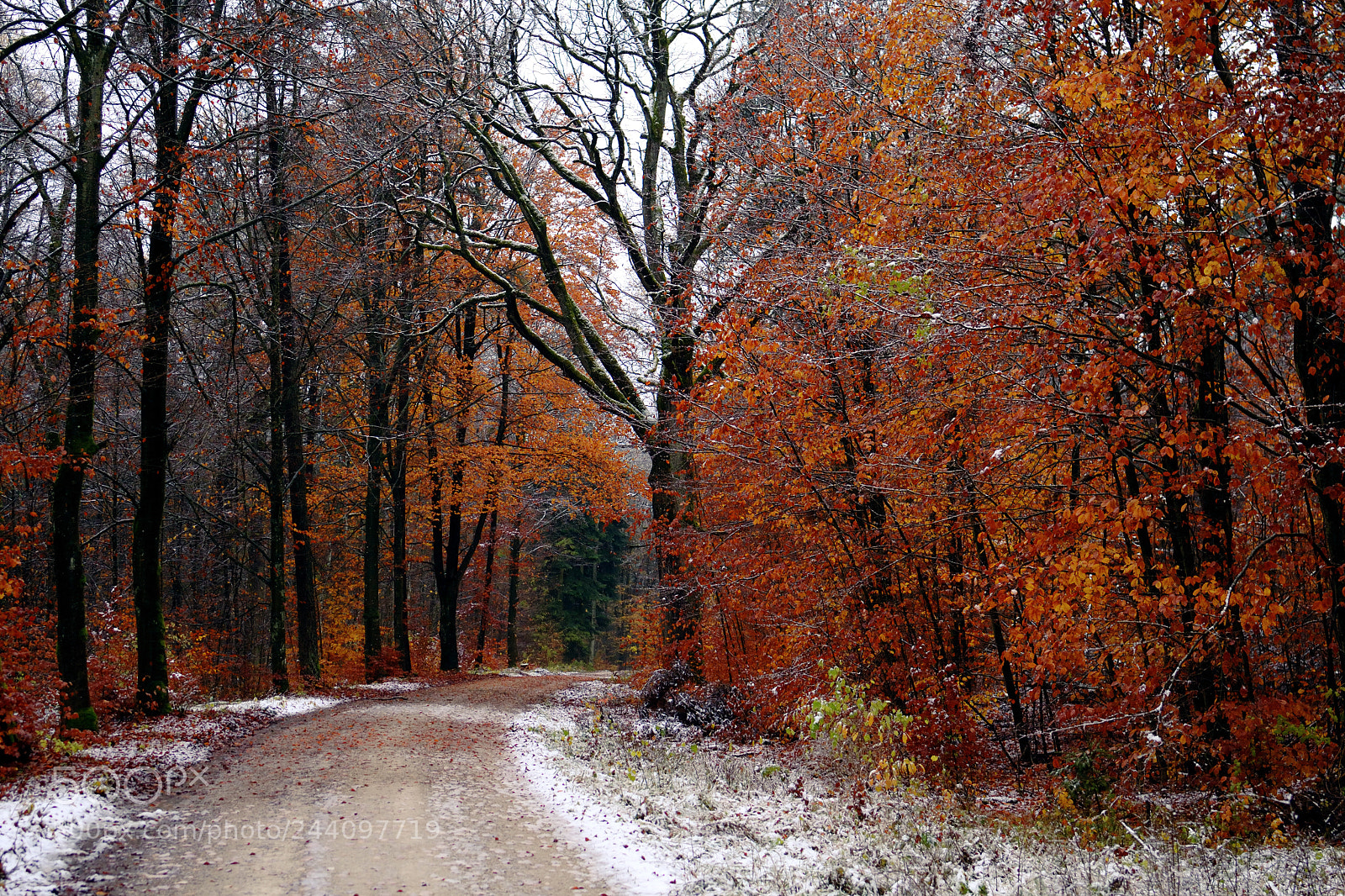 Nikon D3100 sample photo. Pathing through seasons photography