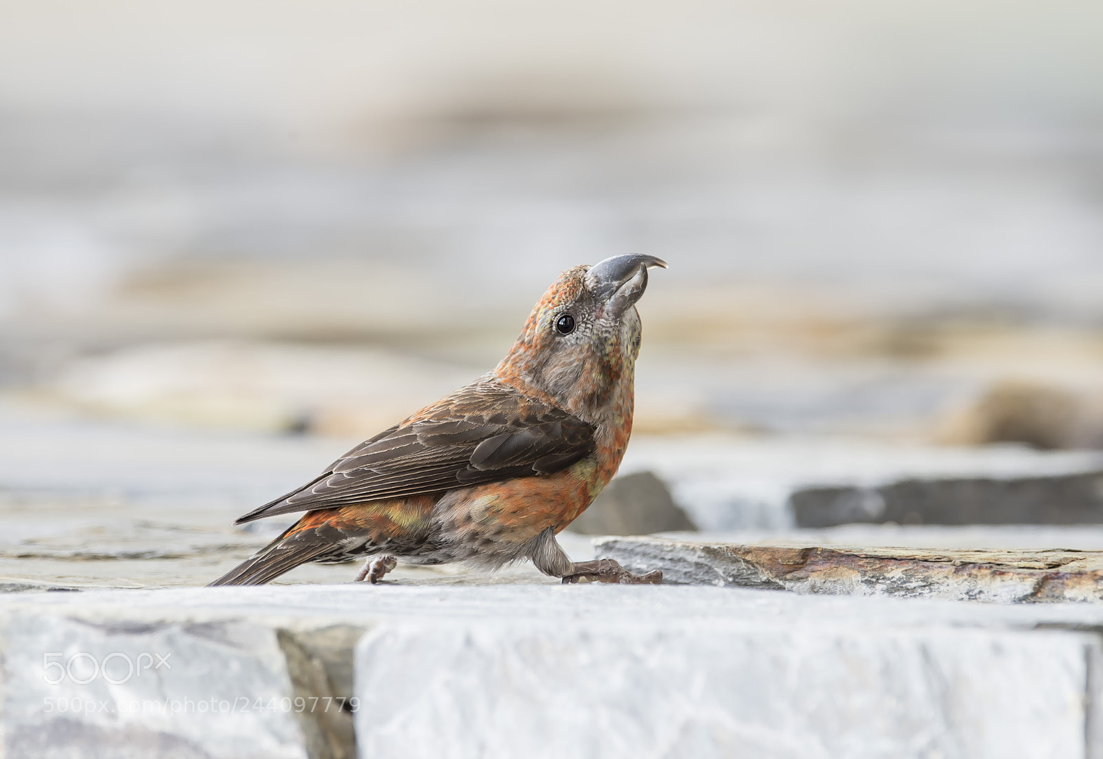 Nikon D4 sample photo. Vietnamise crossbill photography
