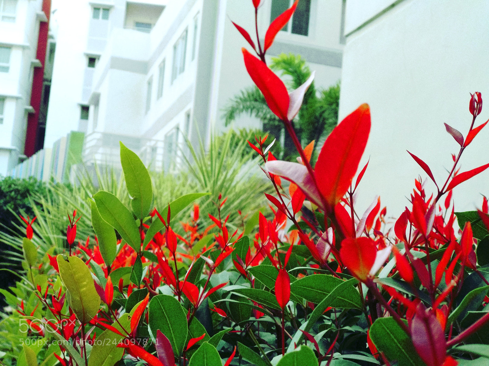 Xiaomi Mi A1 sample photo. Untitled photography