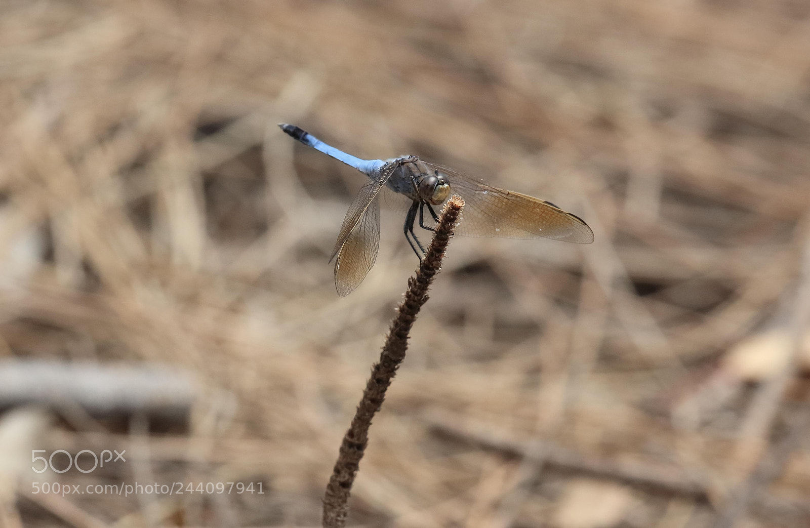 Canon EOS 5DS R sample photo. Ka photography