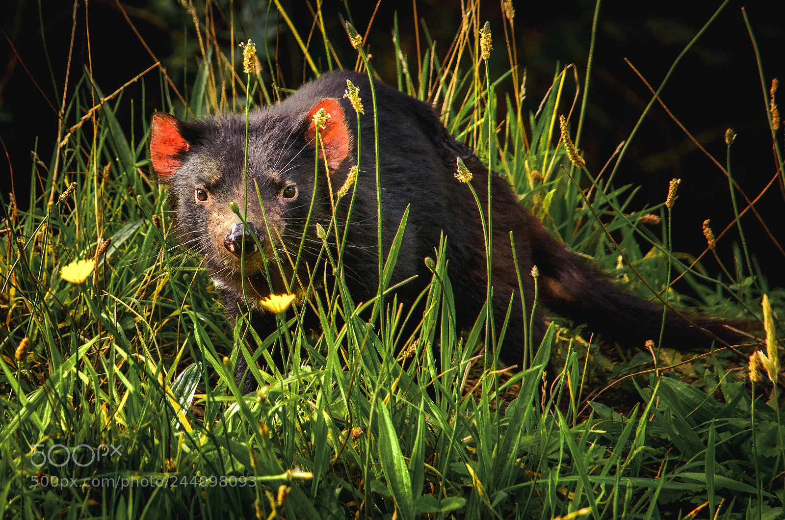 Nikon D5100 sample photo. Tasmanian devil photography