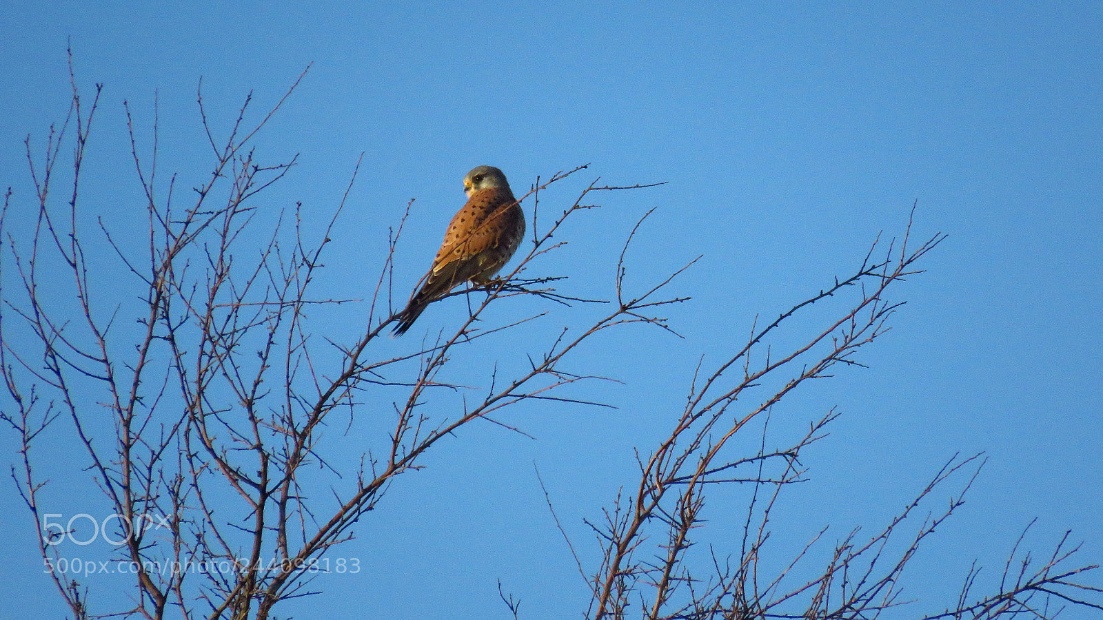 Canon PowerShot SX60 HS sample photo. Common kestrel (falco tinnunculus) photography