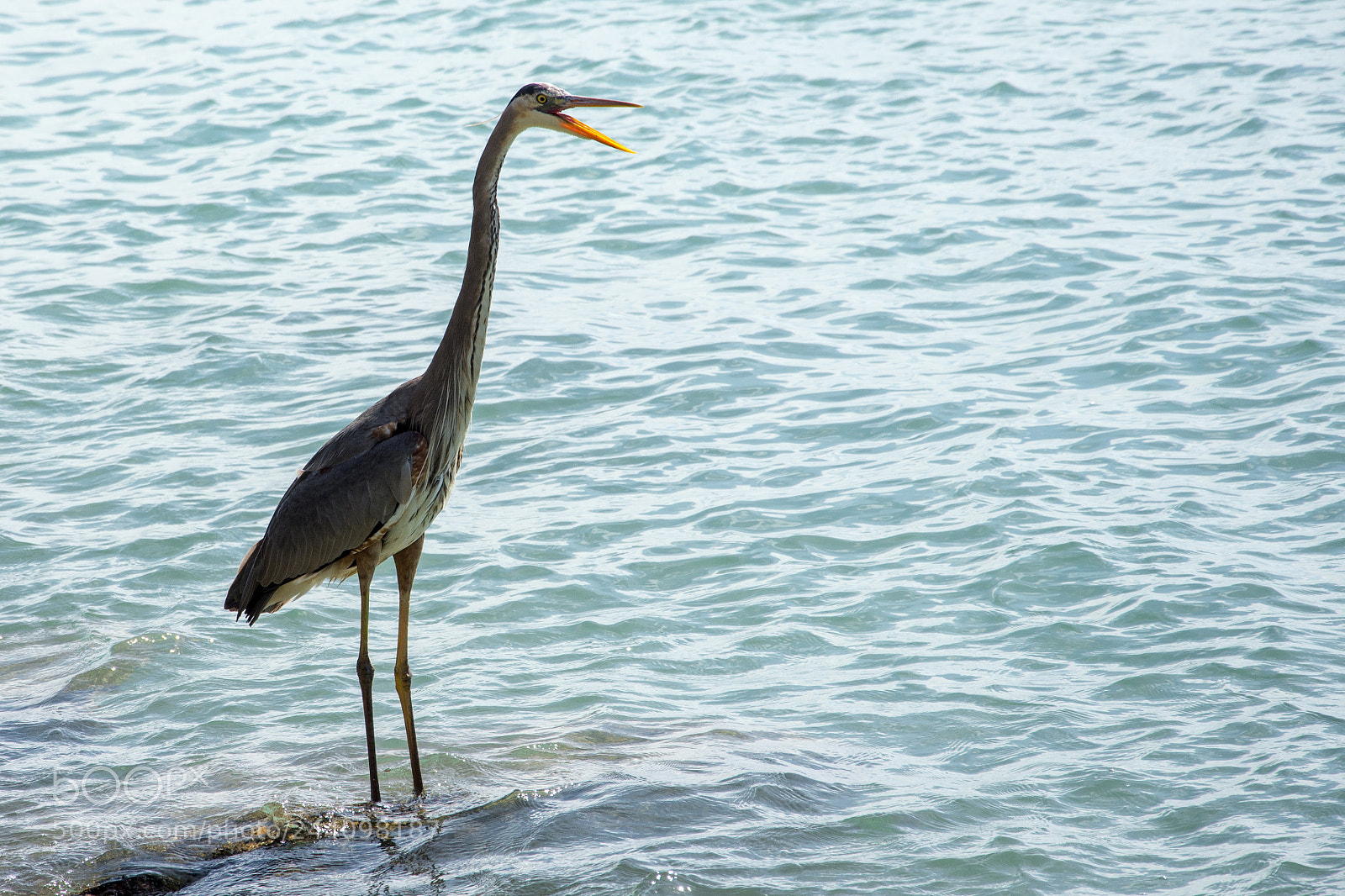 Nikon D7200 sample photo. Great blue heron photography