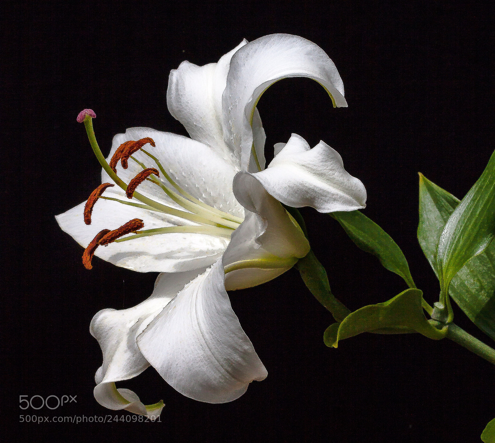 Canon EOS 50D sample photo. Texas lily photography
