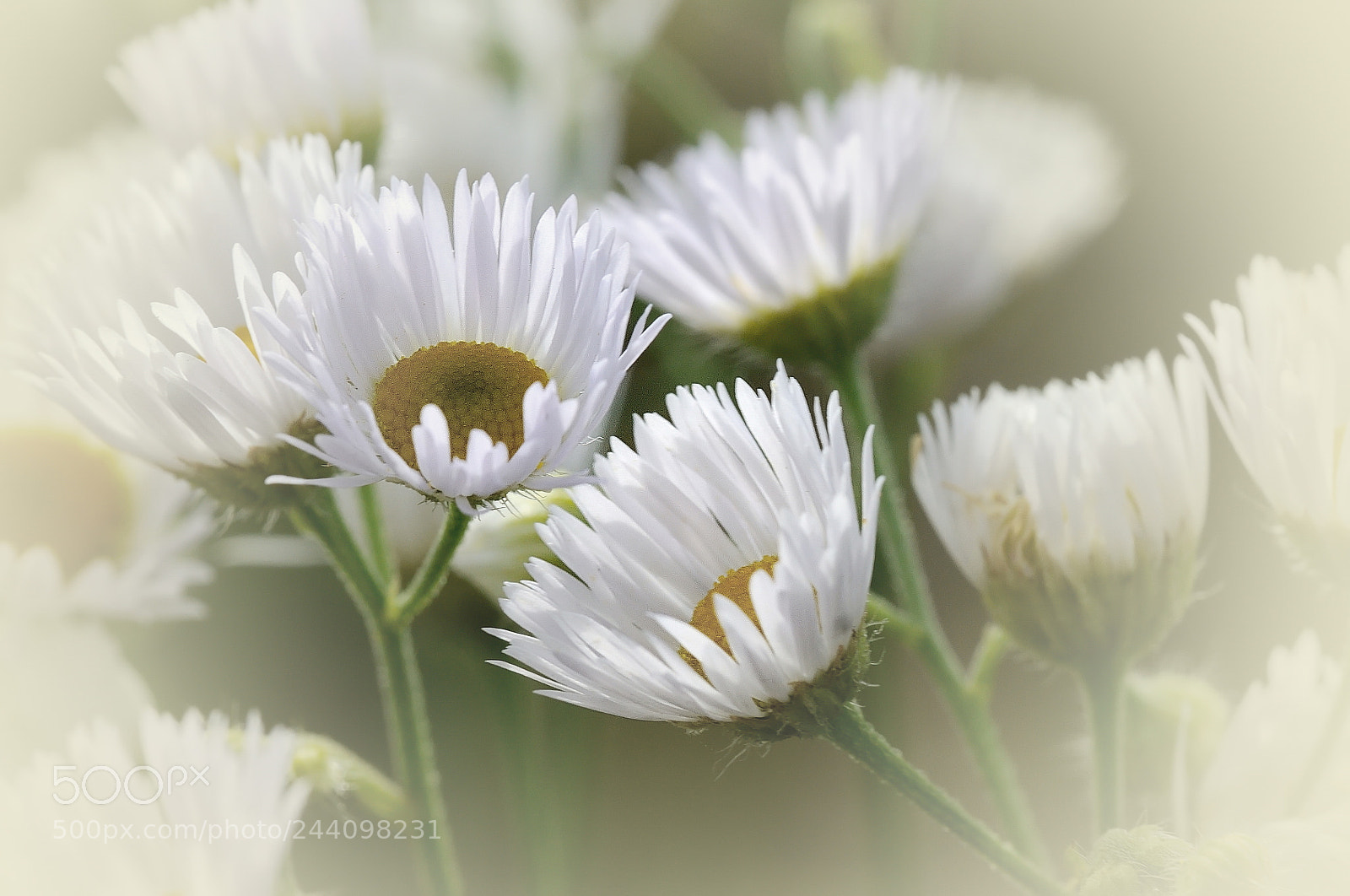 Nikon D5000 sample photo. Chamomile flowers photography