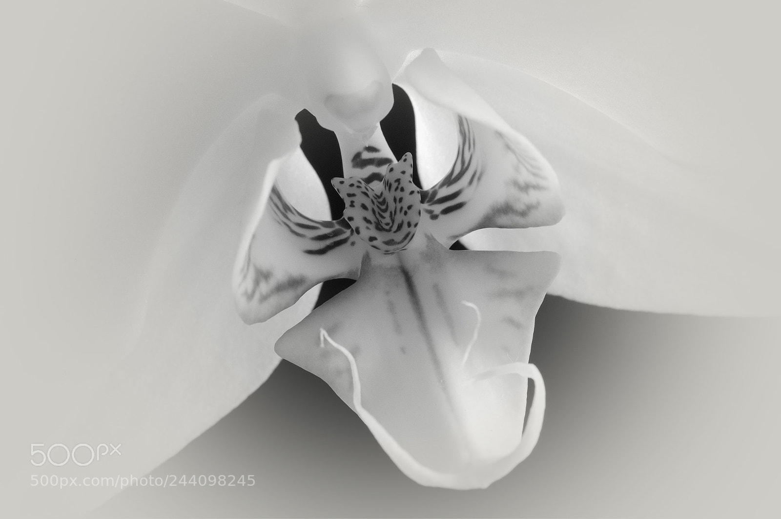 Nikon D5000 sample photo. Orchid photography