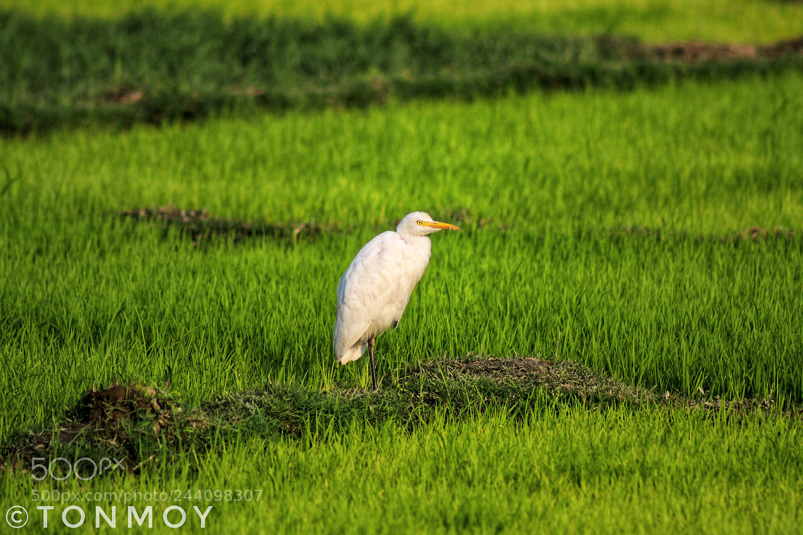 Canon EOS 1300D (EOS Rebel T6 / EOS Kiss X80) sample photo. Lazy noon..... photography
