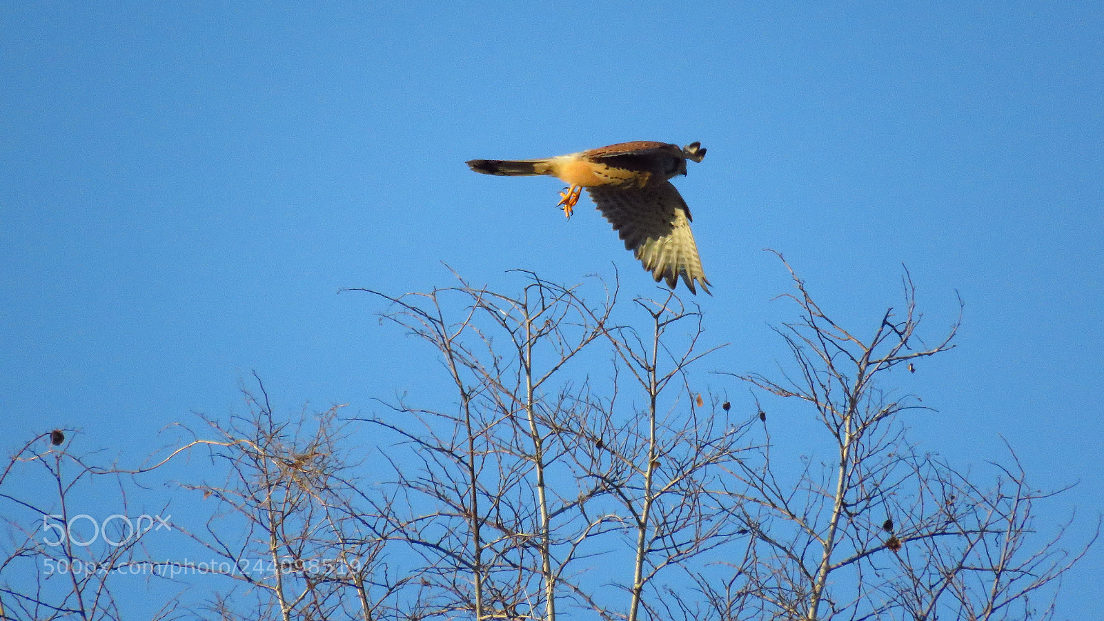 Canon PowerShot SX60 HS sample photo. Common kestrel (falco tinnunculus) photography