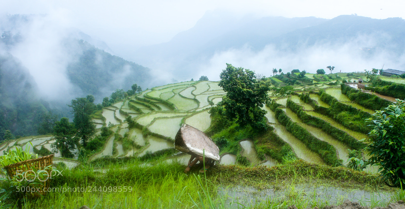 Sony Alpha NEX-5 sample photo. Terraced rice fields in photography