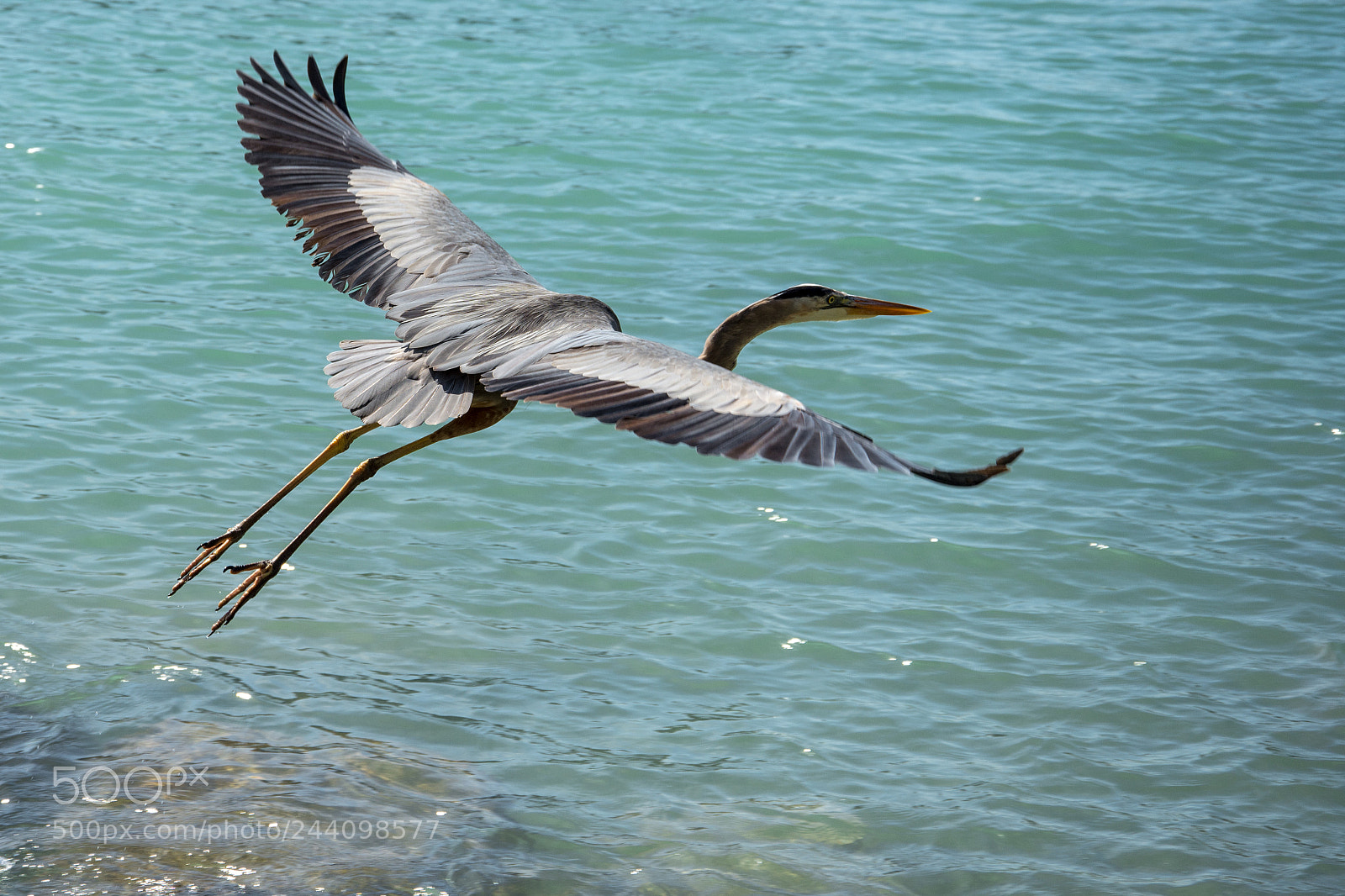 Nikon D7200 sample photo. Great blue heron photography