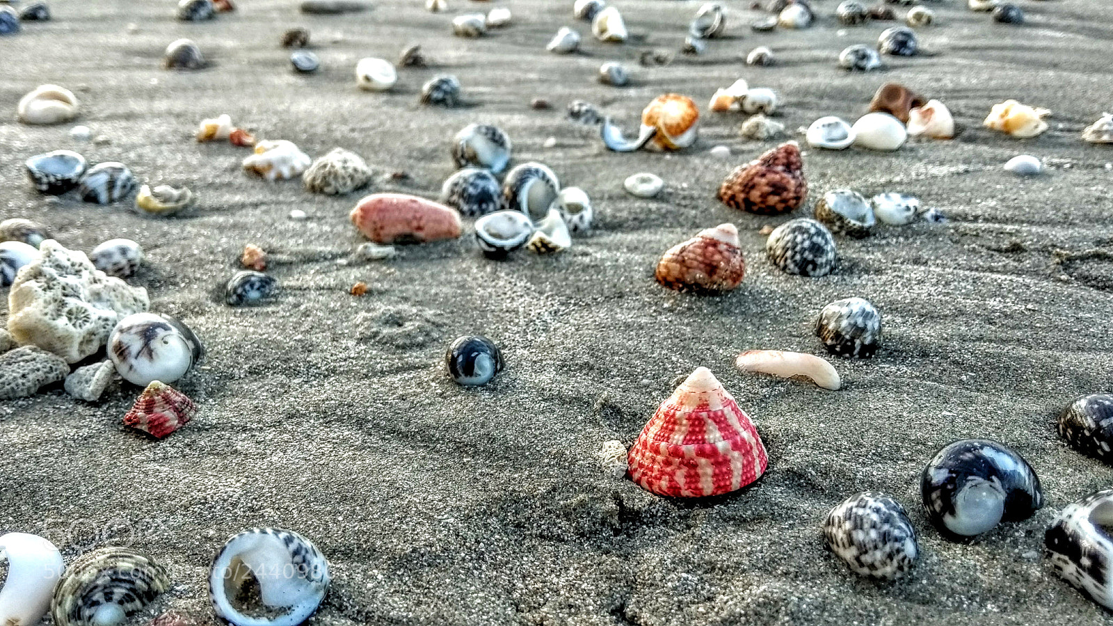 Xiaomi Redmi Note 5A sample photo. Snails photography