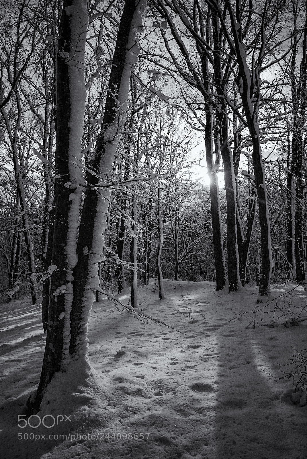 Nikon D80 sample photo. Untitled photography