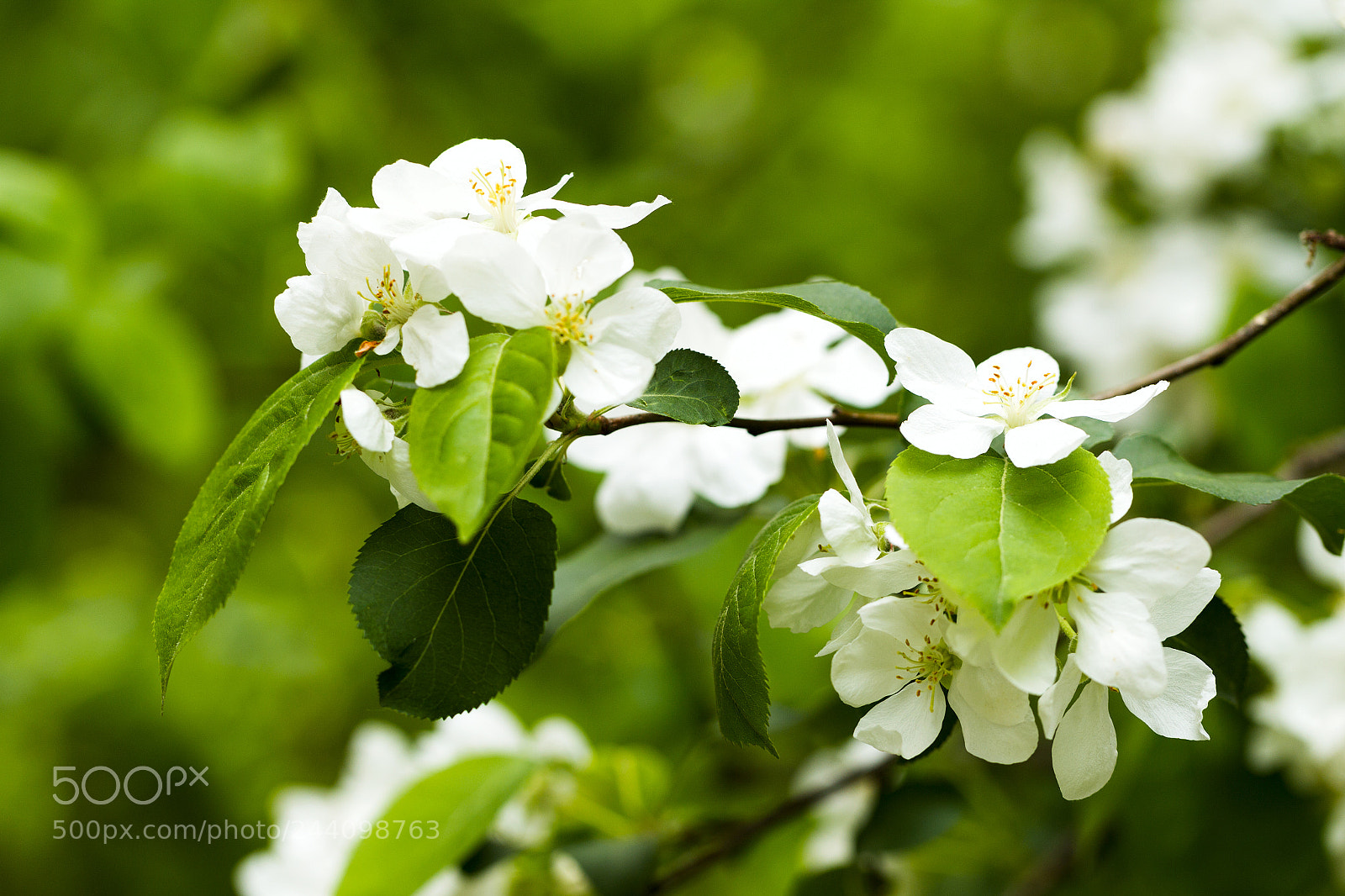 Canon EOS-1D Mark IV sample photo. Flowering apple tree branch photography