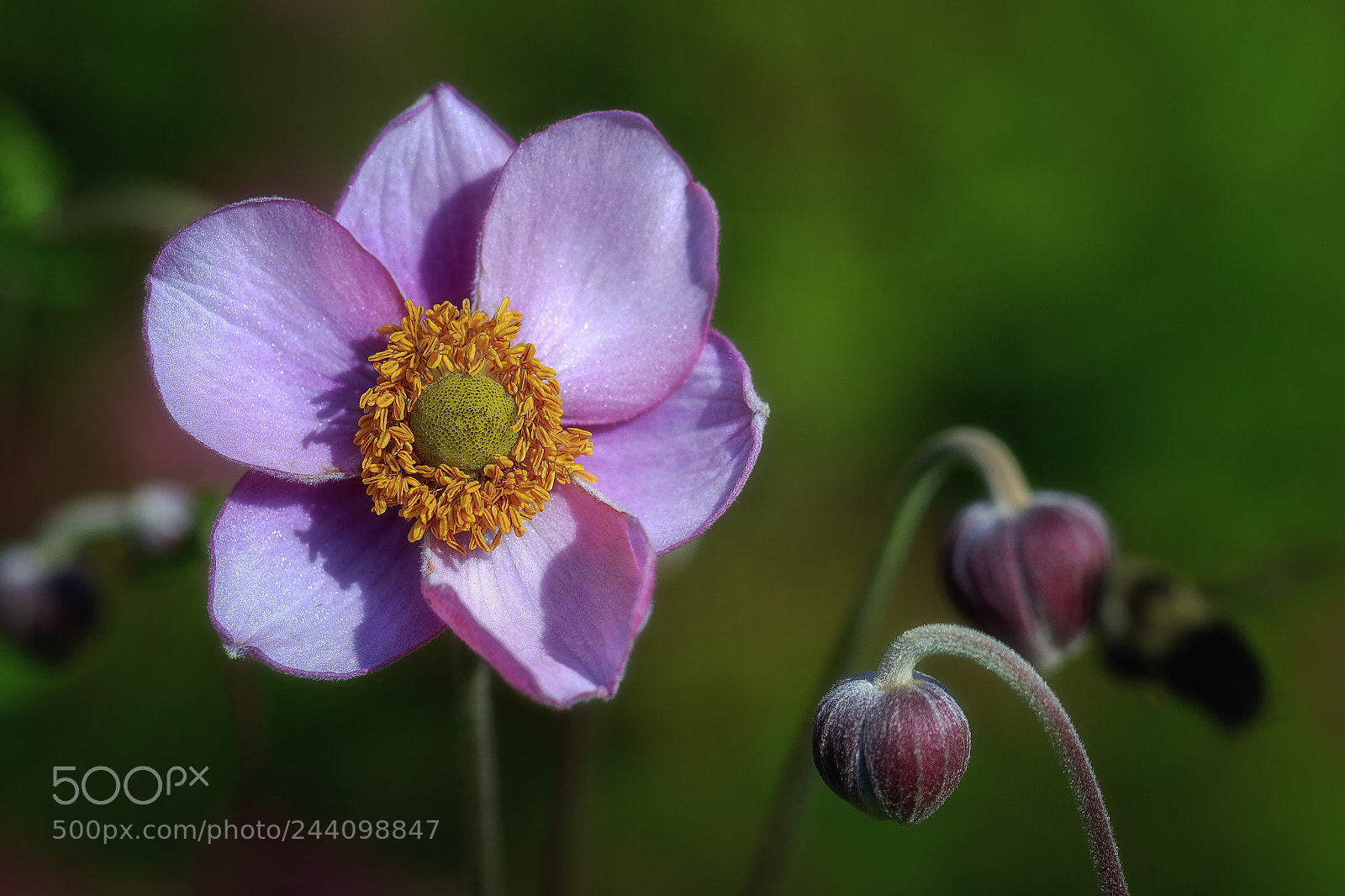 Canon EOS 7D Mark II sample photo. Purple flower photo bomb photography