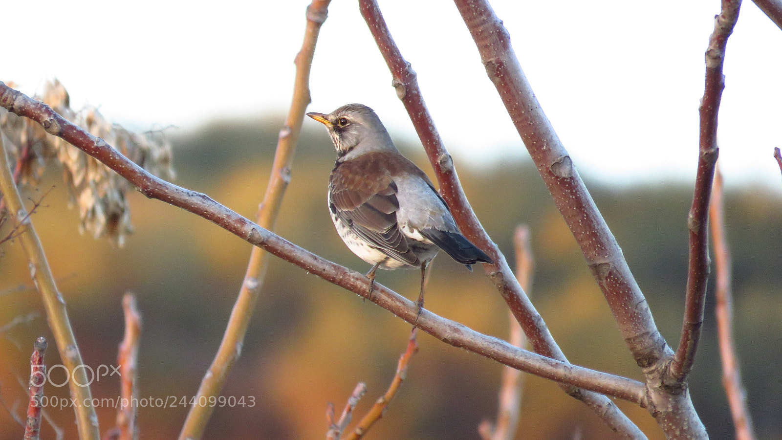 Canon PowerShot SX60 HS sample photo. Fieldfare (turdus pilaris) photography