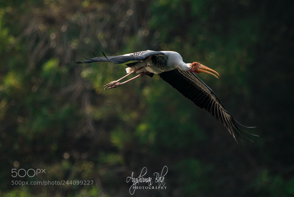 Nikon D500 sample photo. Painted stork in flight photography