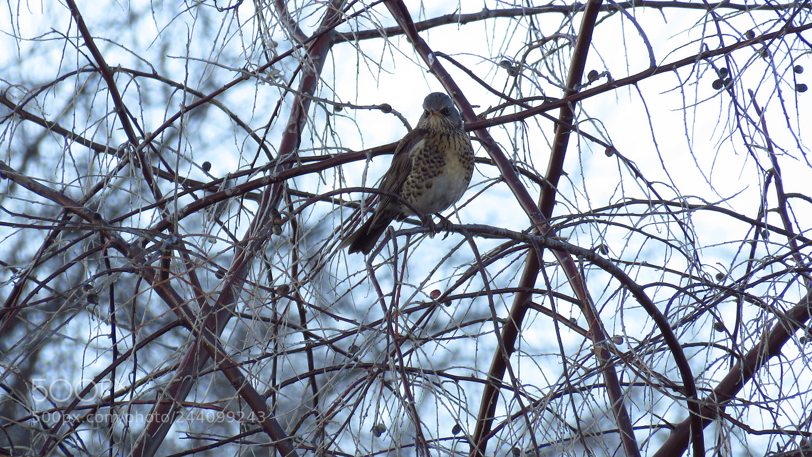 Canon PowerShot SX60 HS sample photo. Fieldfare (turdus pilaris) photography