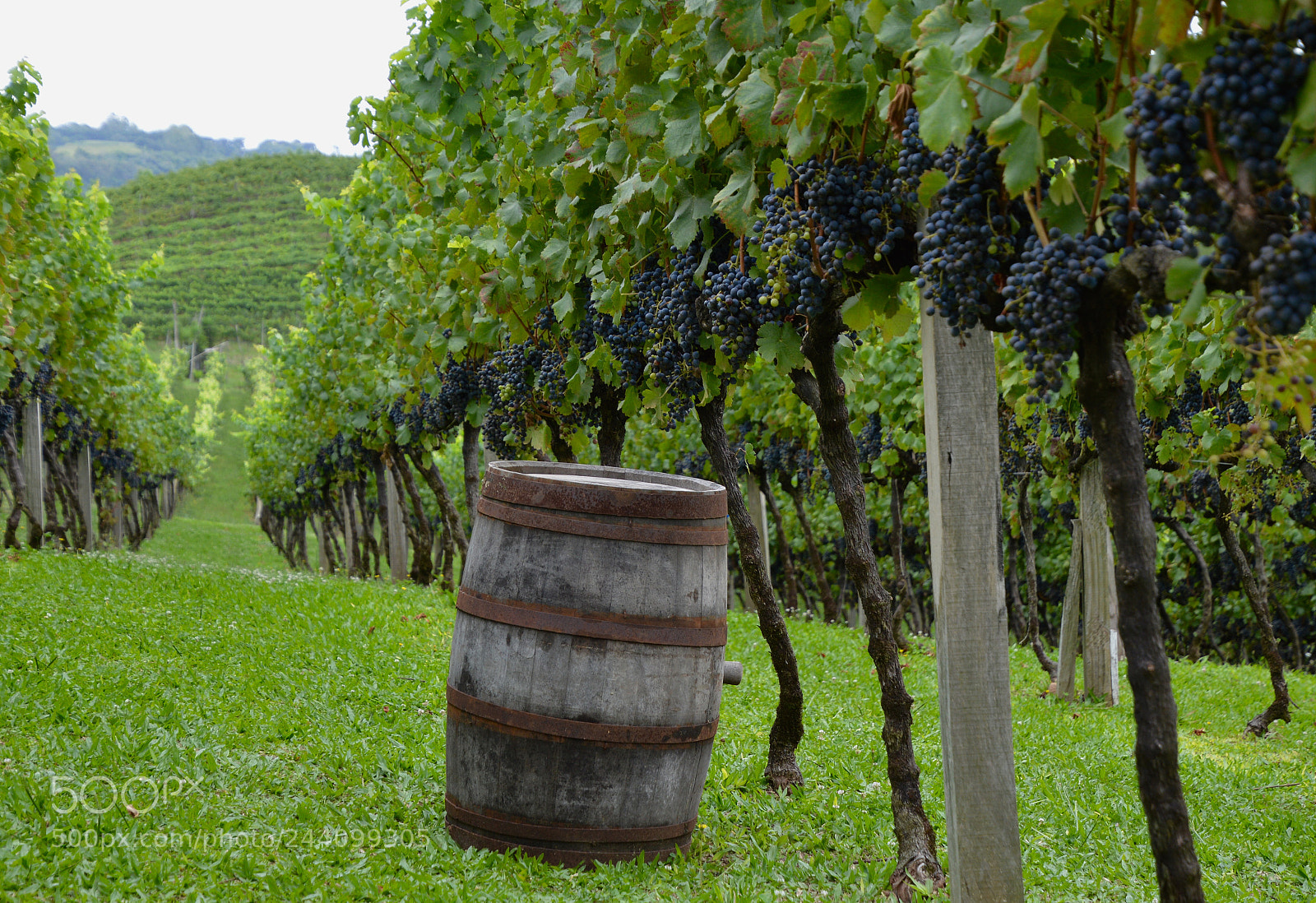 Nikon D3200 sample photo. Videiras photography