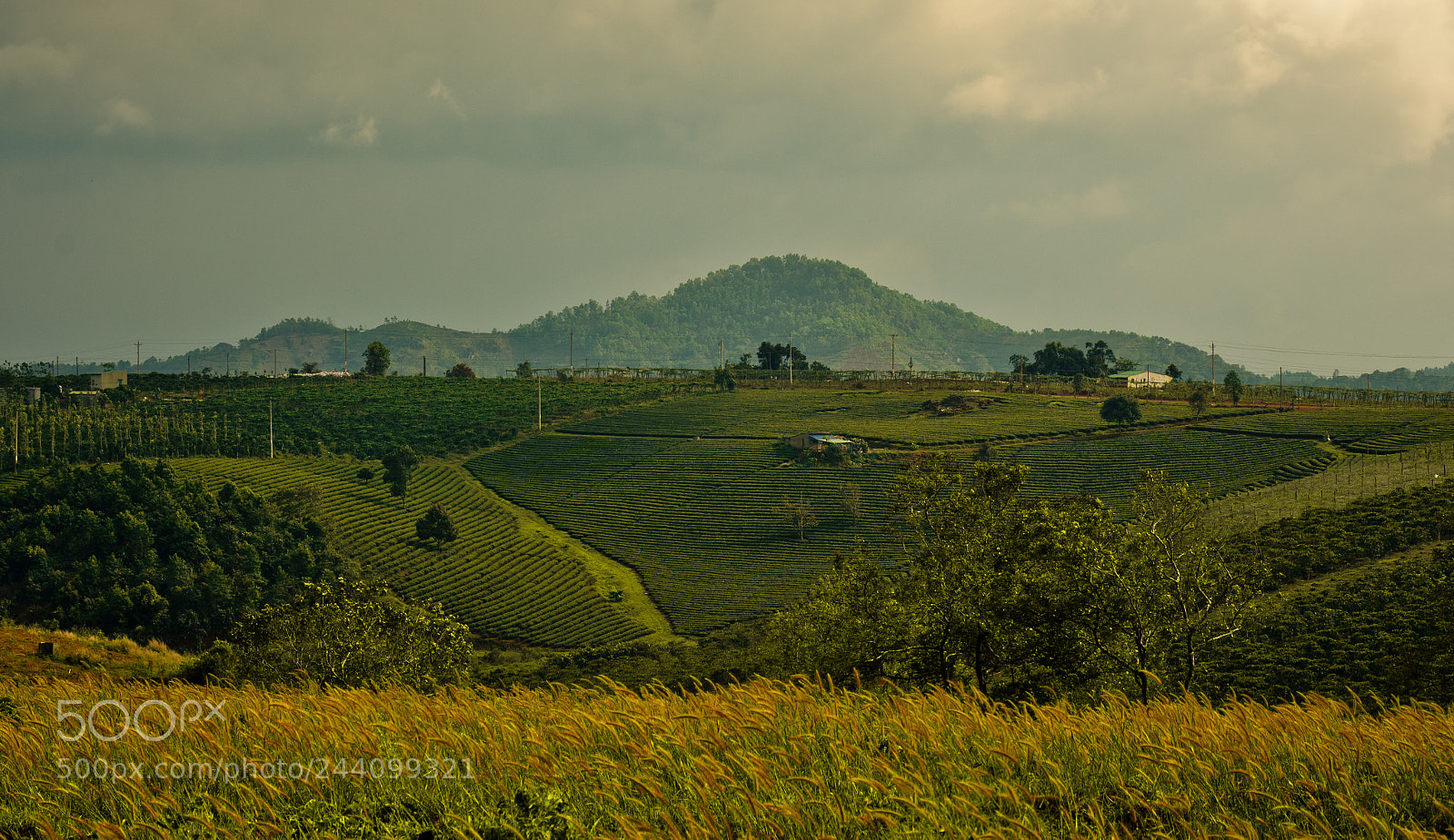 Nikon D7100 sample photo. Grass photography