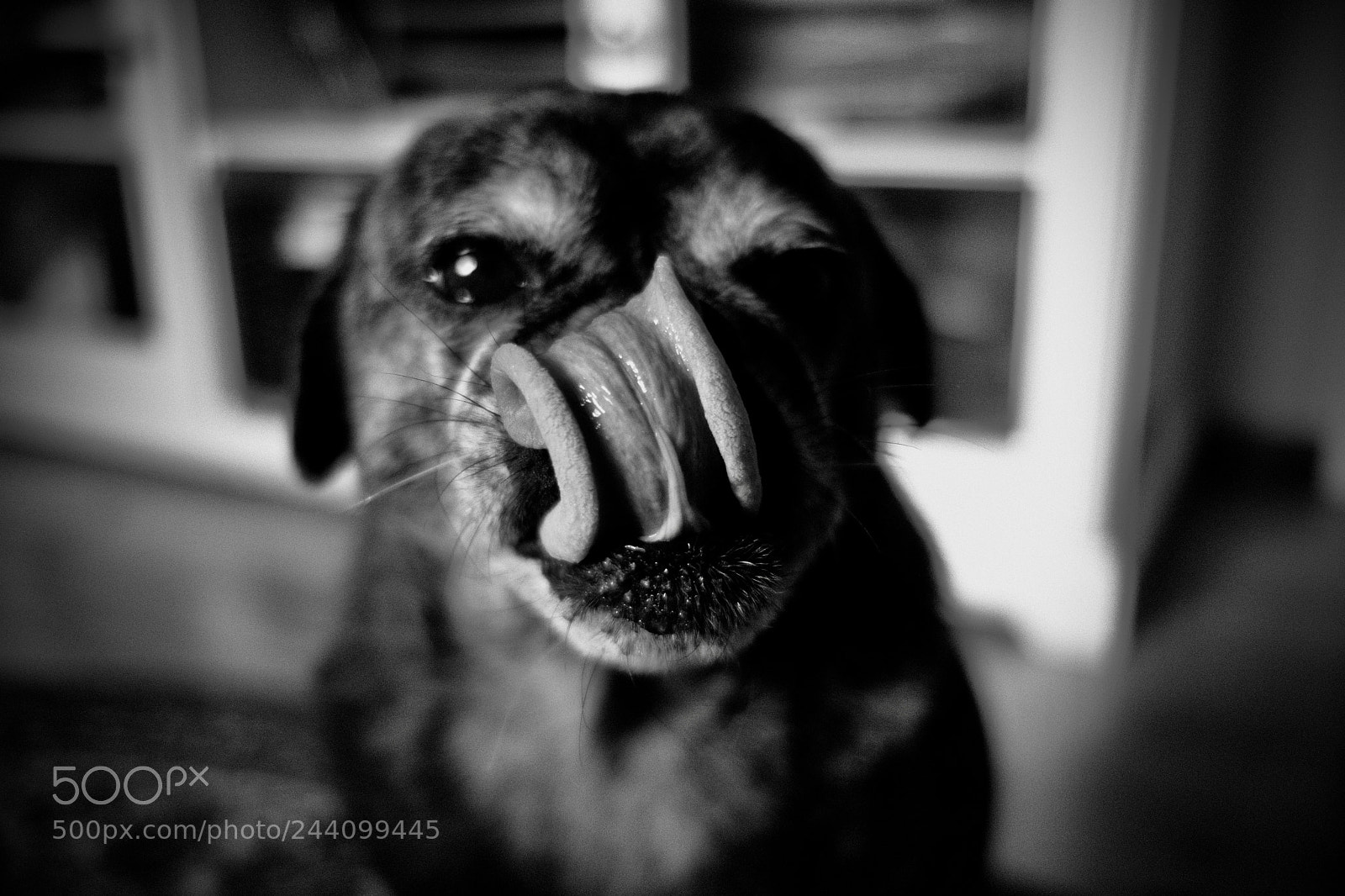 Fujifilm X-T2 sample photo. Rolling tongue photography
