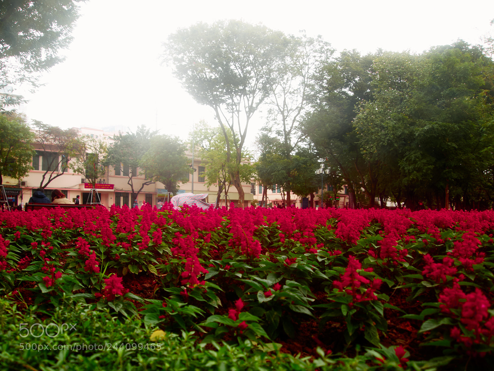 Olympus PEN E-P1 sample photo. A rose garden just photography