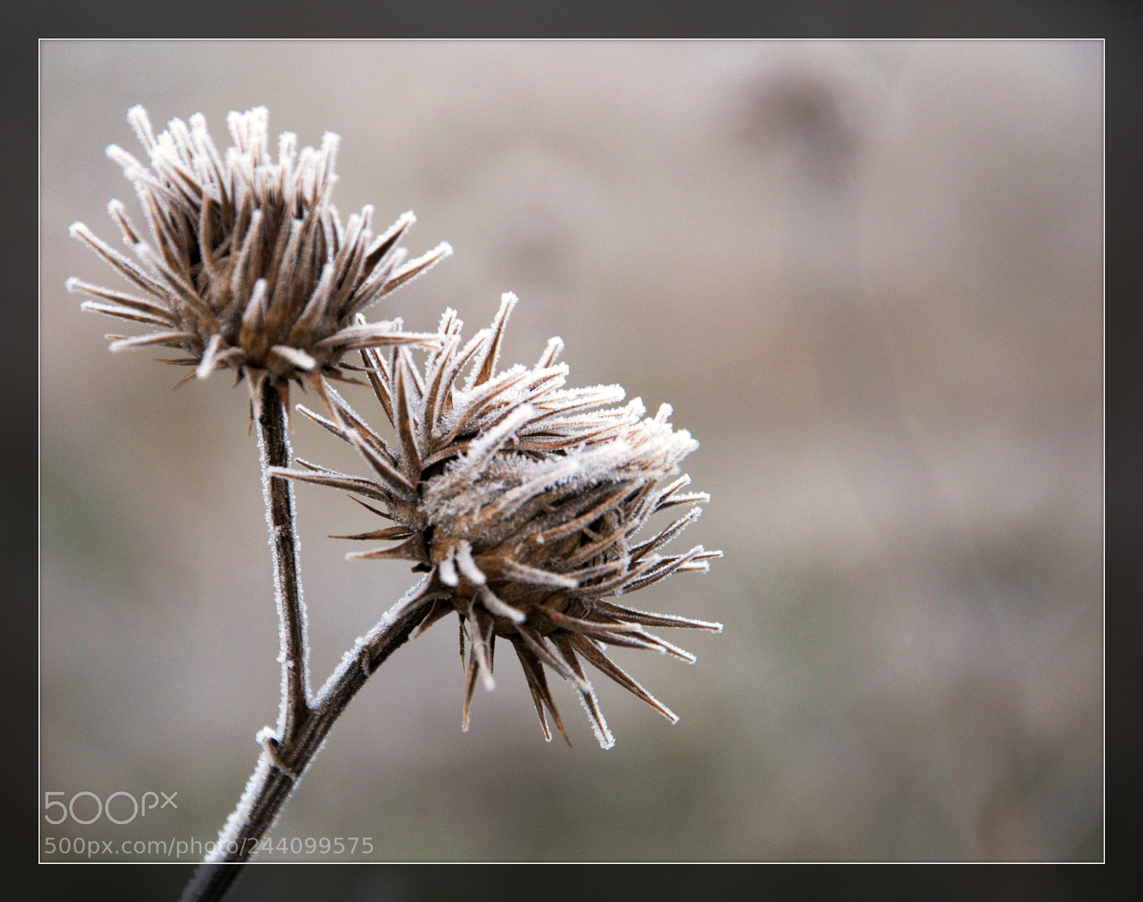 Nikon D90 sample photo. Frozen photography