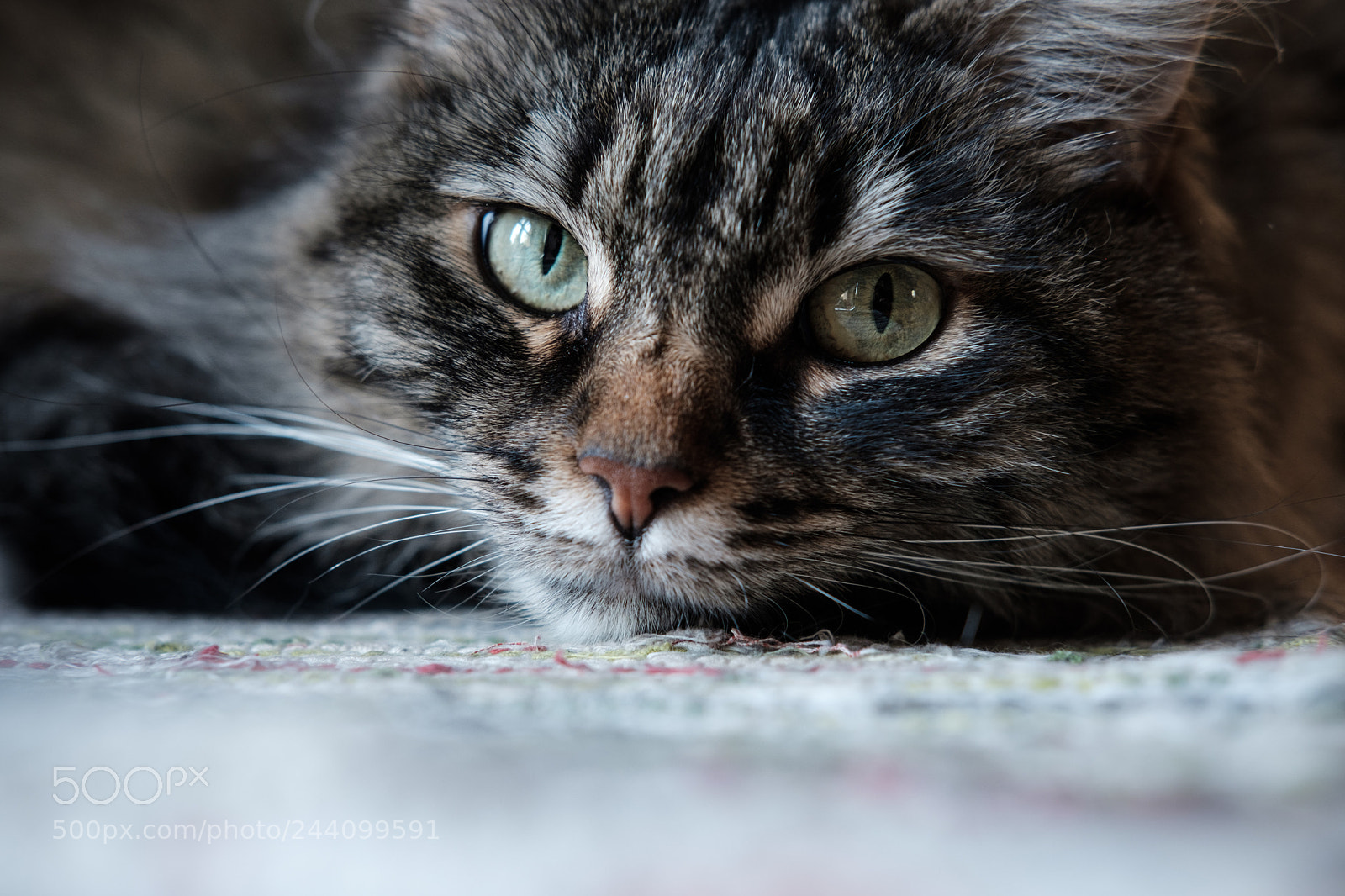 Fujifilm X-T20 sample photo. Pavlova photography