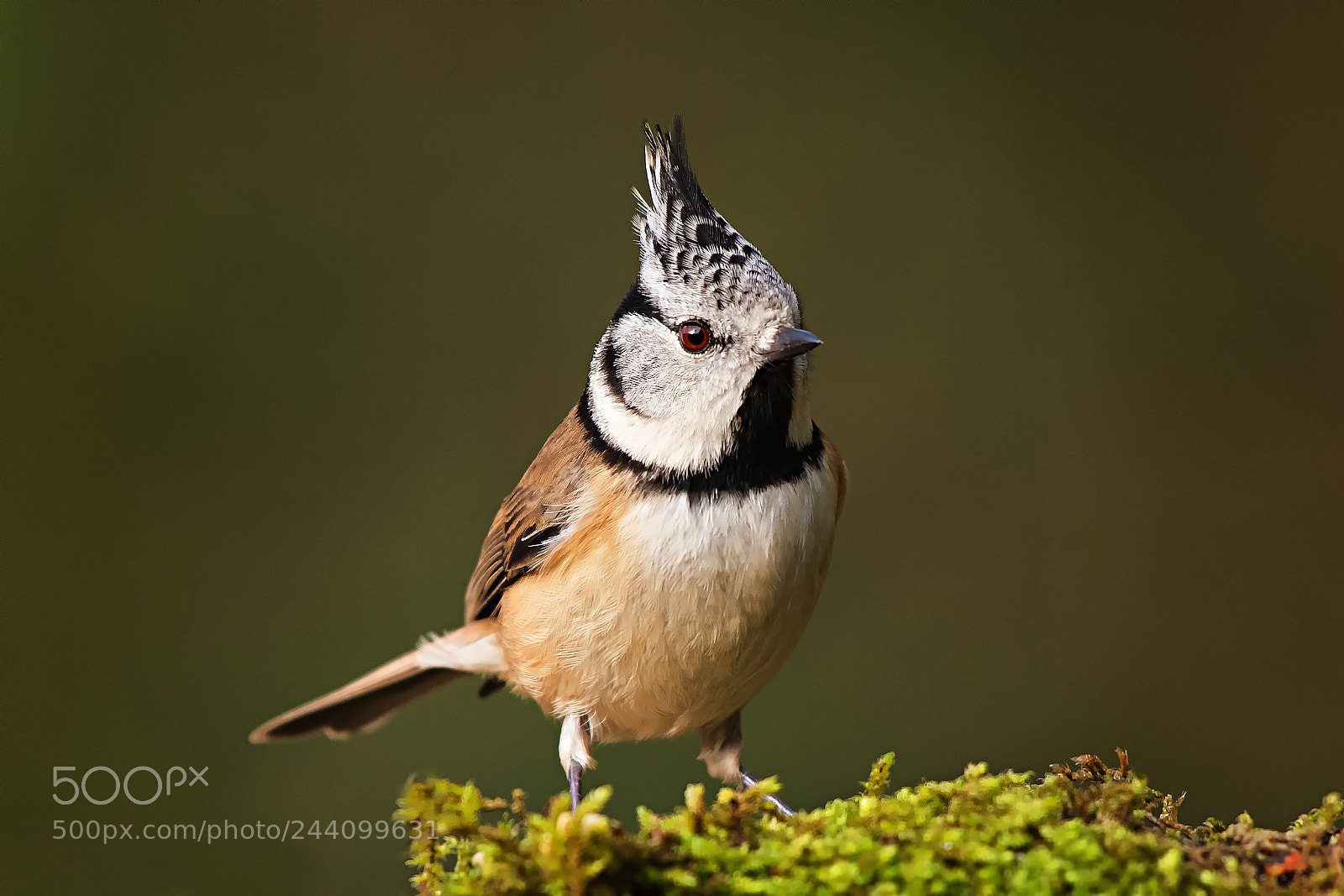 Nikon D500 sample photo. Crested tit ii photography