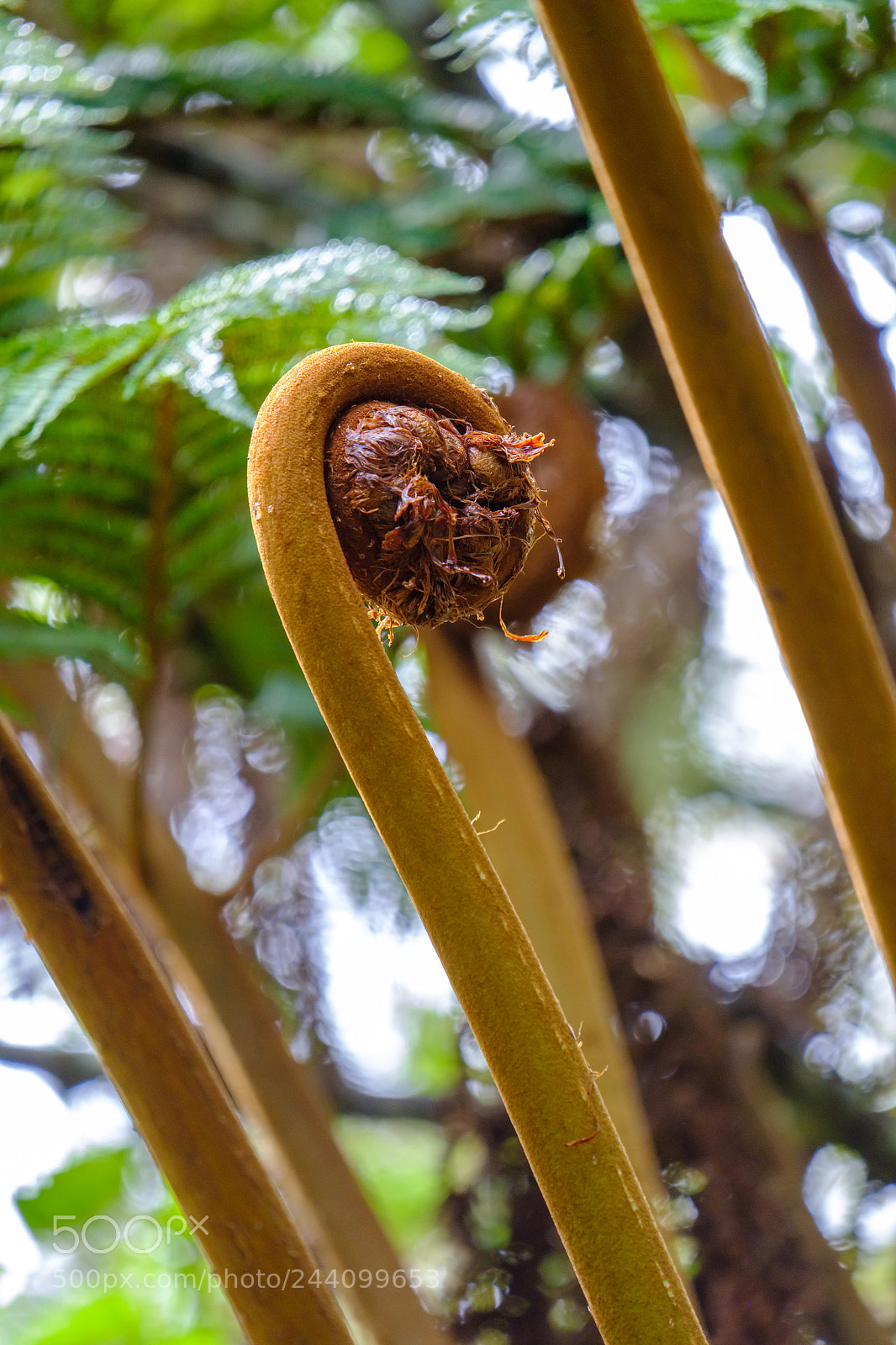 Fujifilm X-T2 sample photo. Tree fern growing with photography