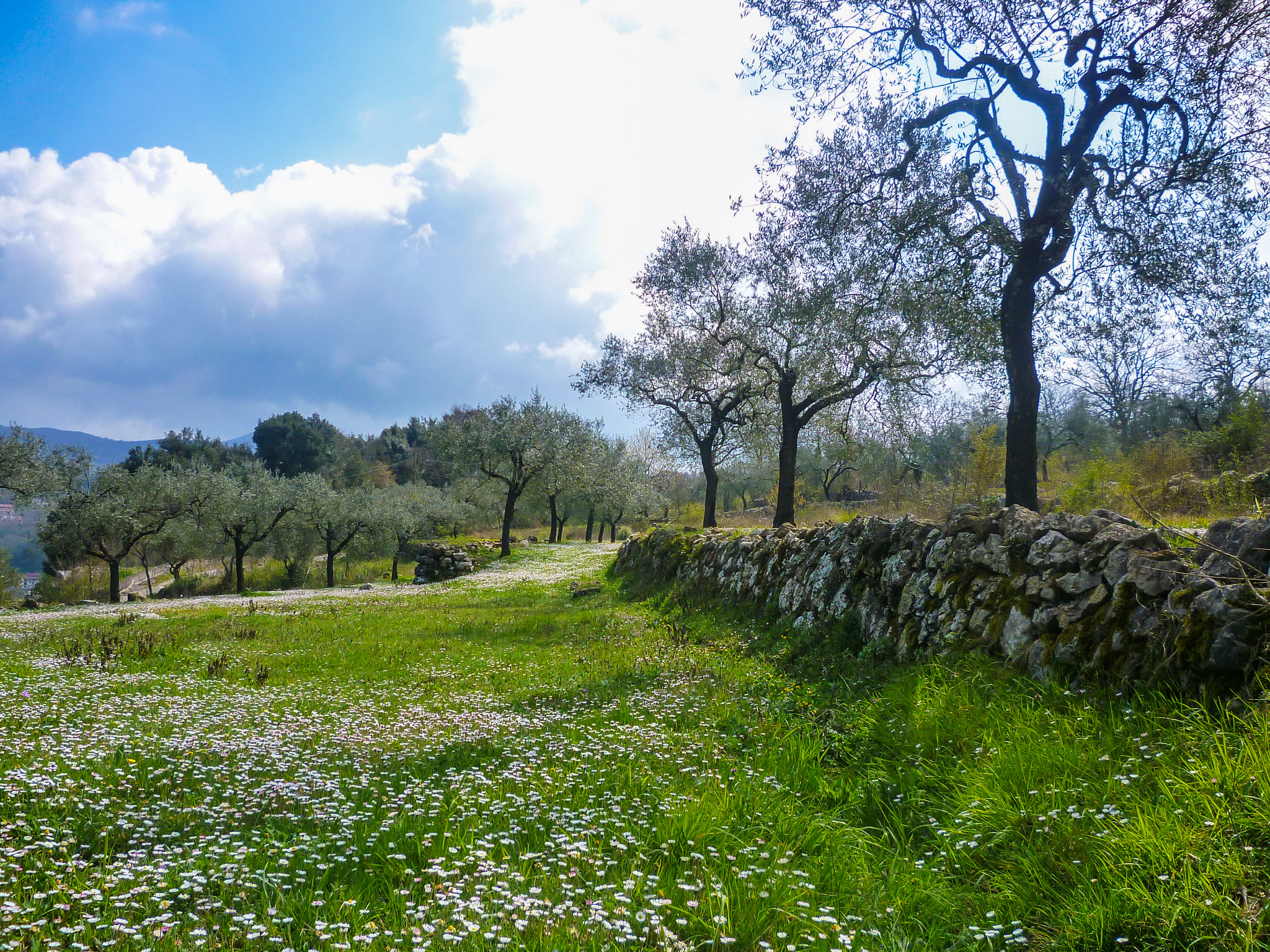 Panasonic DMC-FS15 sample photo. Olive trees photography