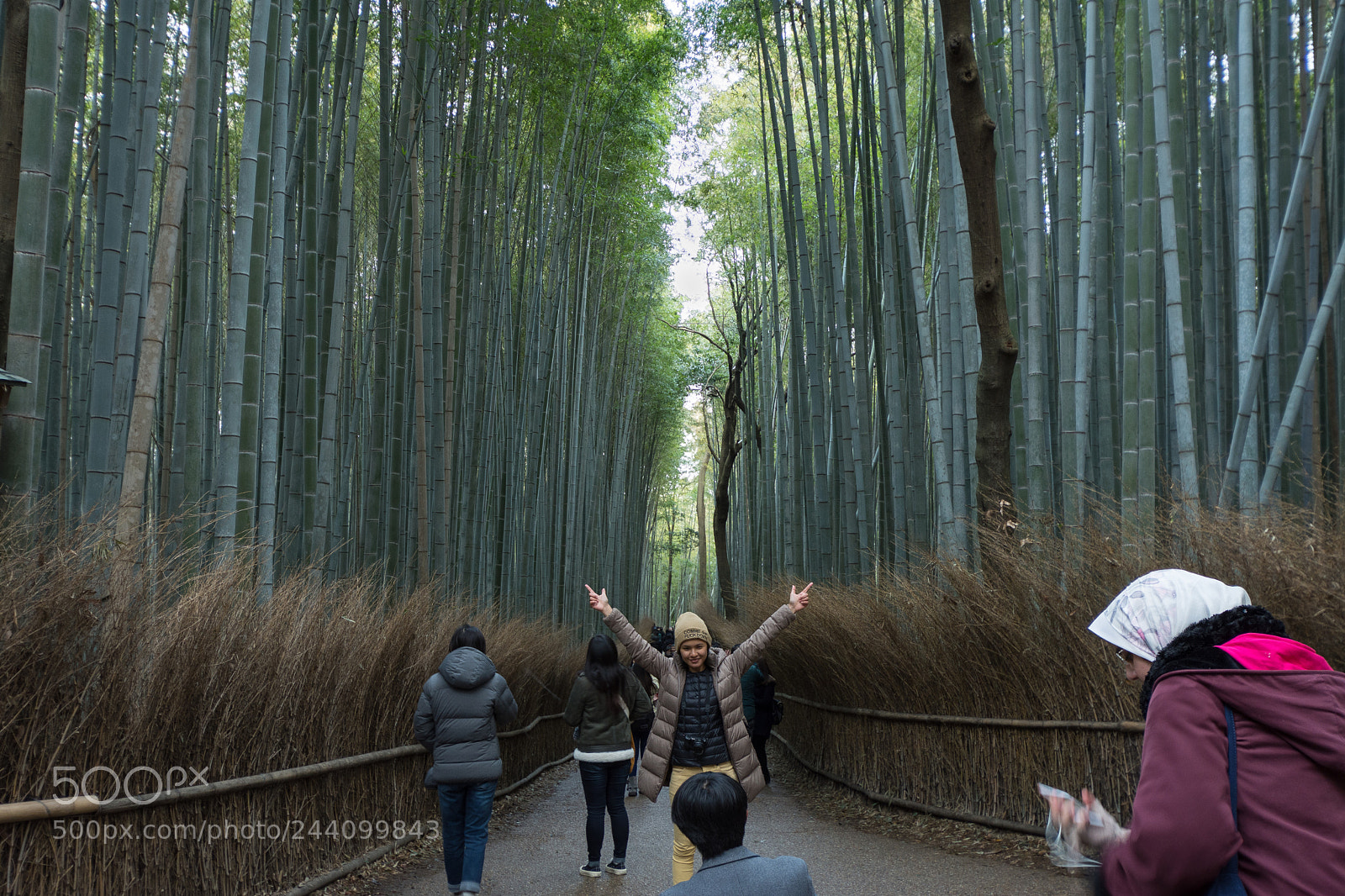 Nikon D7200 sample photo. Bamboo forest photography
