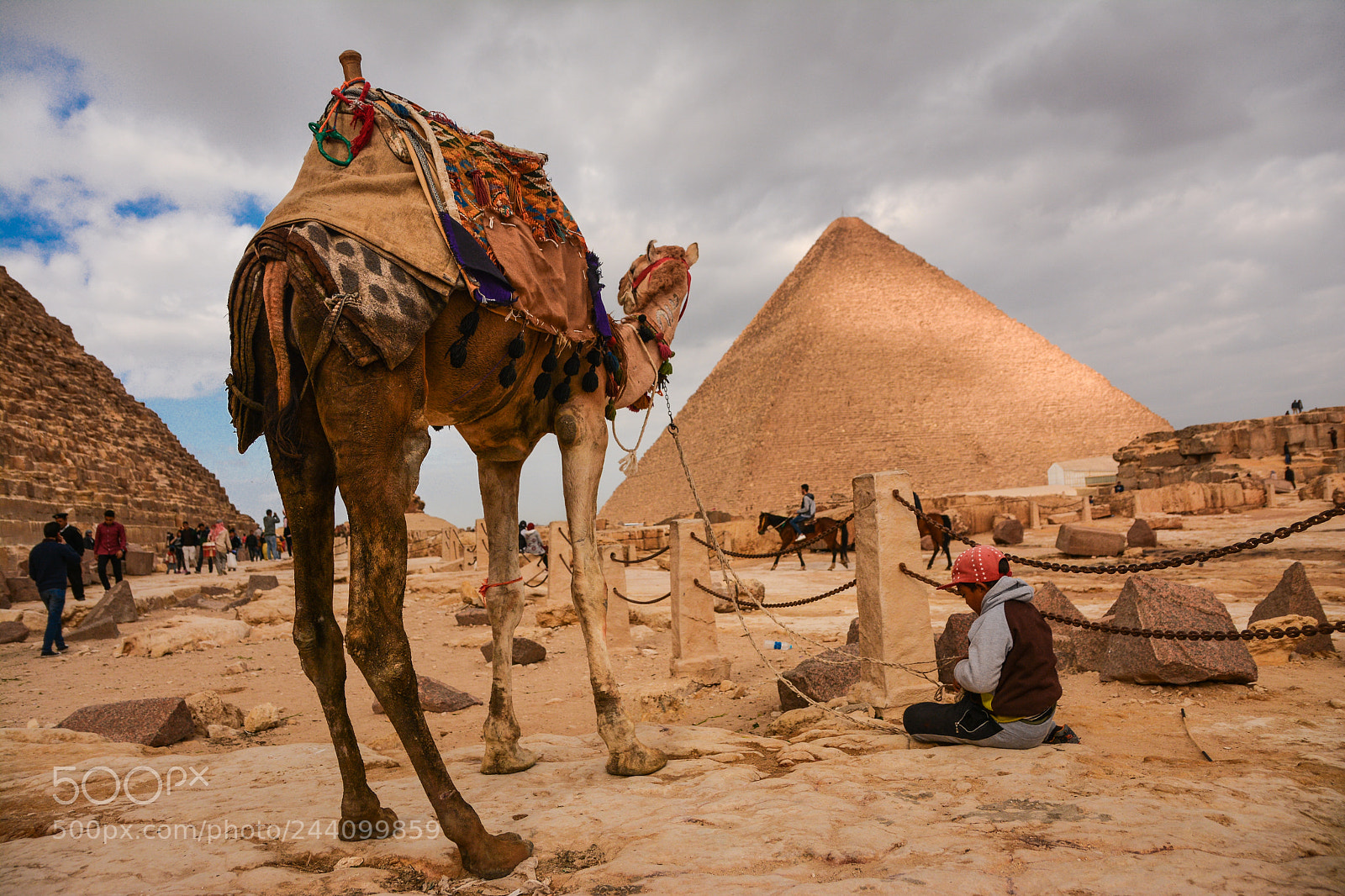 Nikon D7100 sample photo. The camel photography