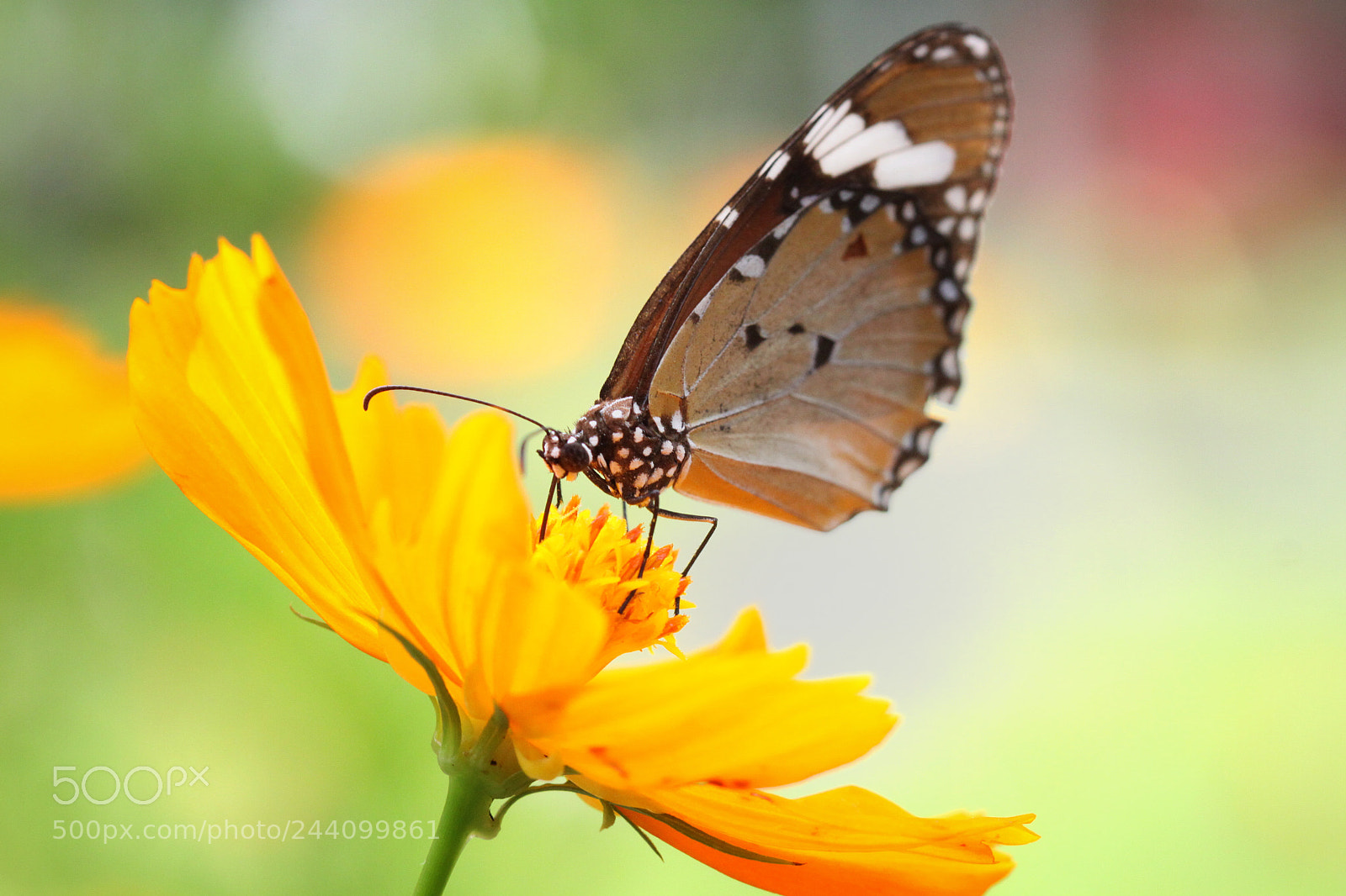 Canon EOS 50D sample photo. Butterfly photography
